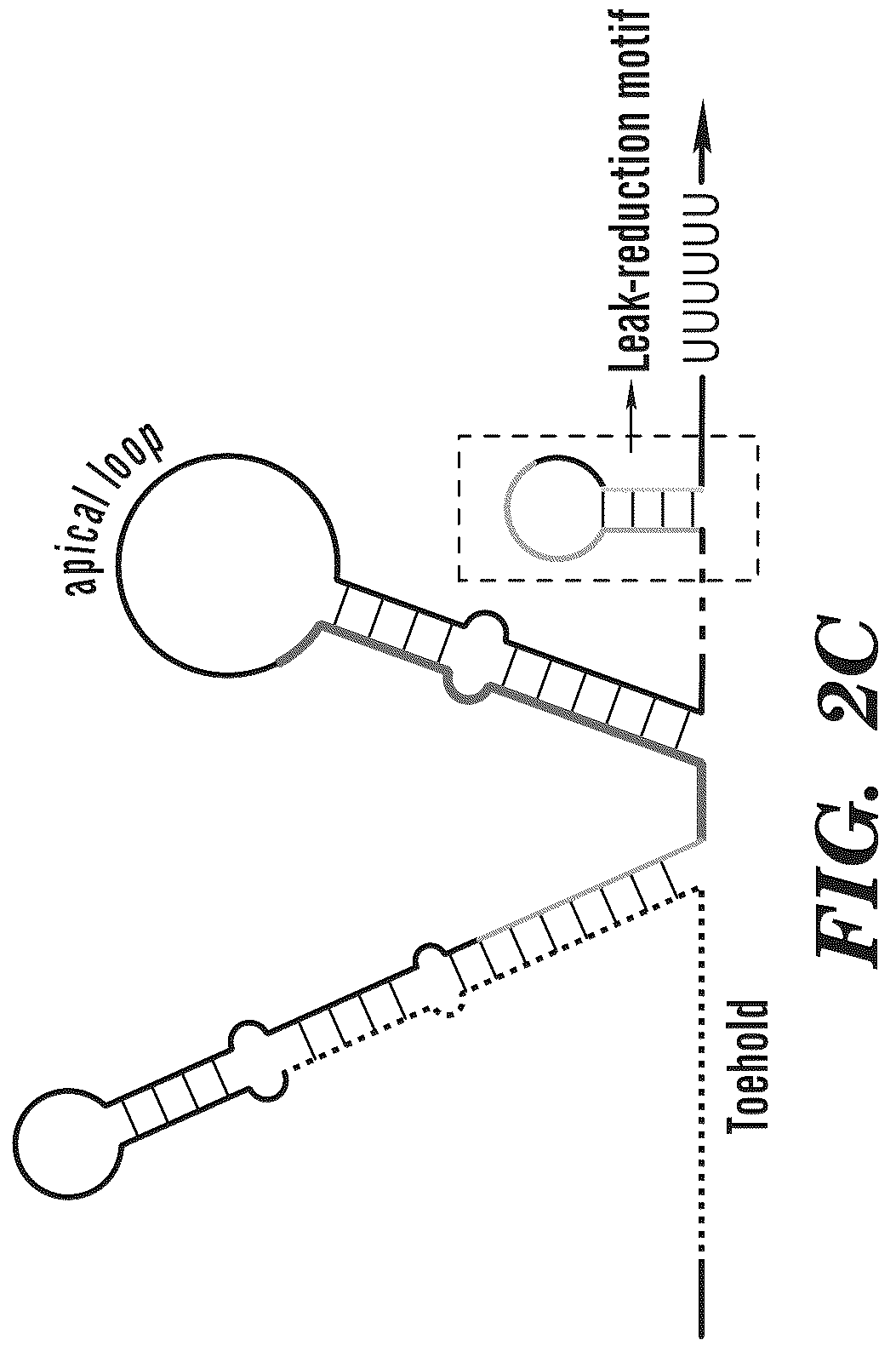 Patent US12365900 Figure 9 – miRNA switches for RNA-triggered control of RNA interference