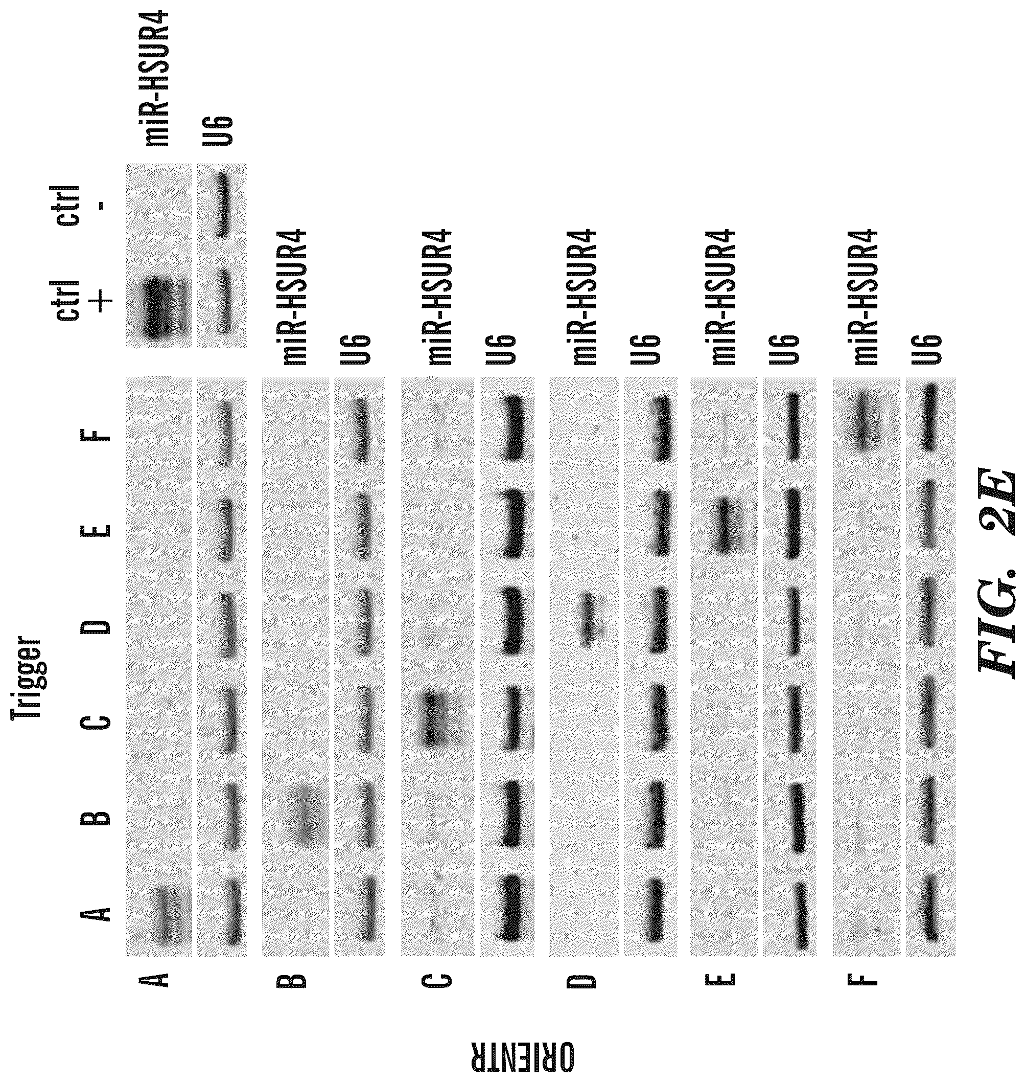 Patent US12365900 Figure 11 – miRNA switches for RNA-triggered control of RNA interference