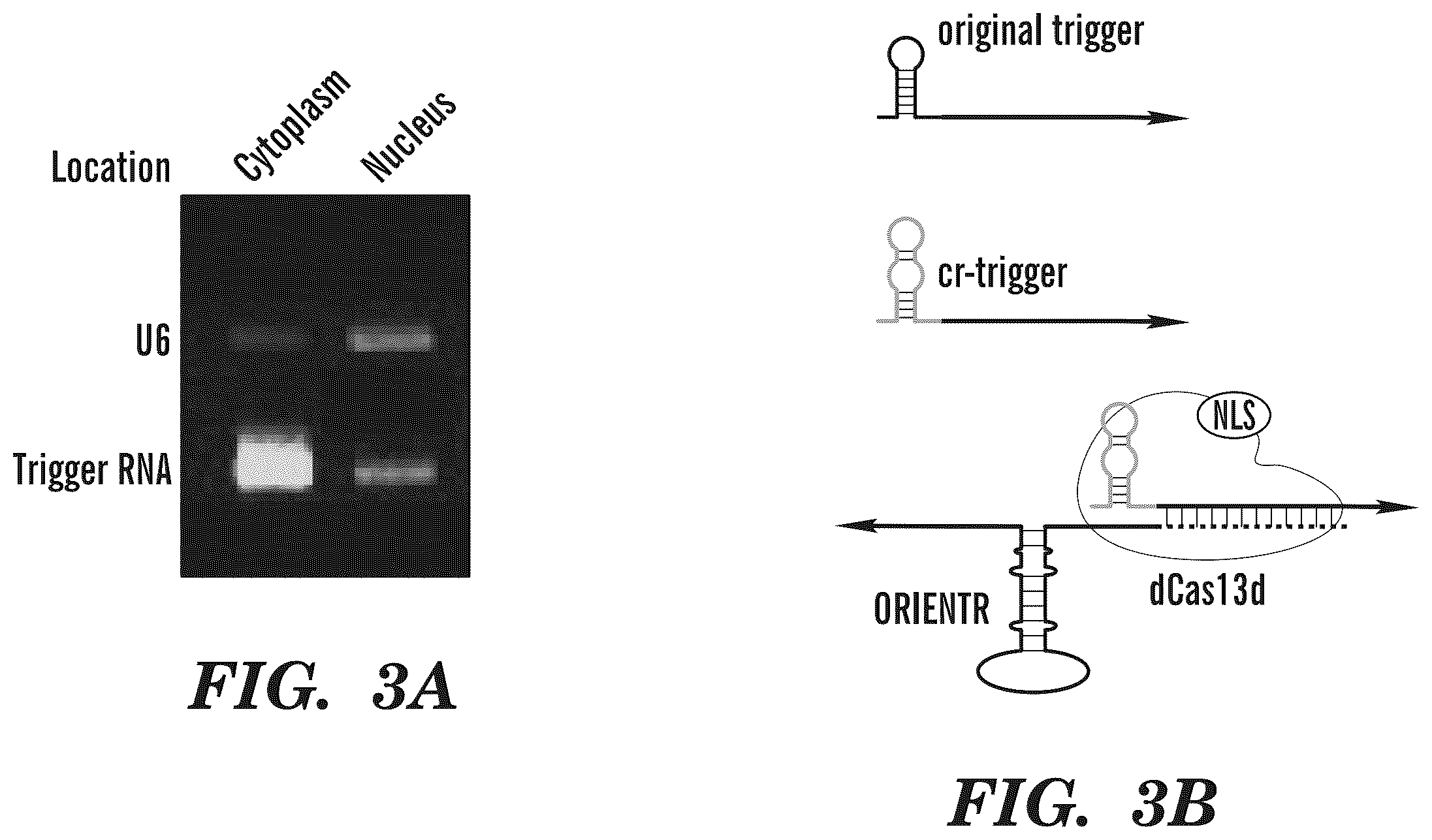 Patent US12365900 Figure 12 – miRNA switches for RNA-triggered control of RNA interference