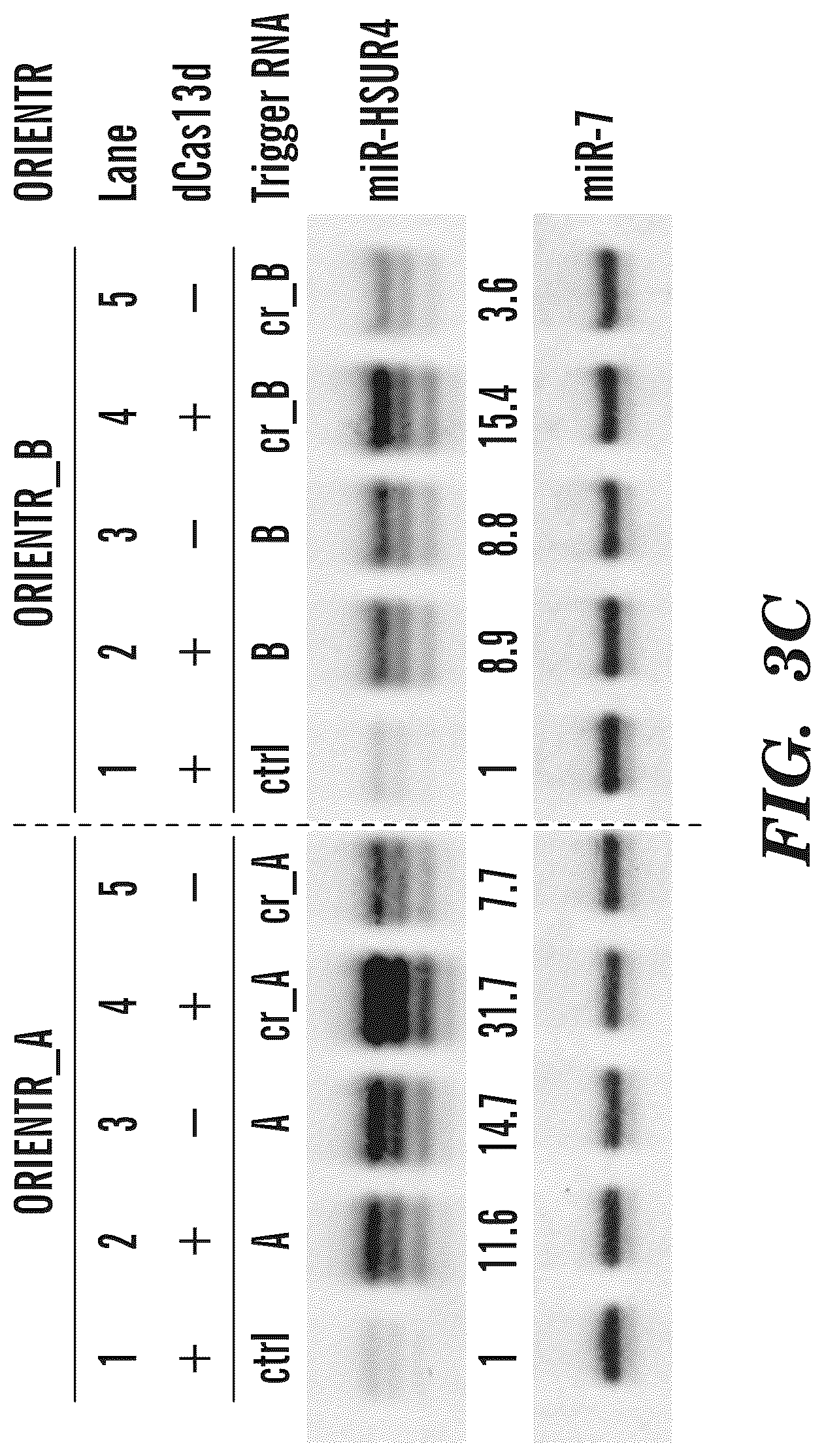 Patent US12365900 Figure 13 – miRNA switches for RNA-triggered control of RNA interference