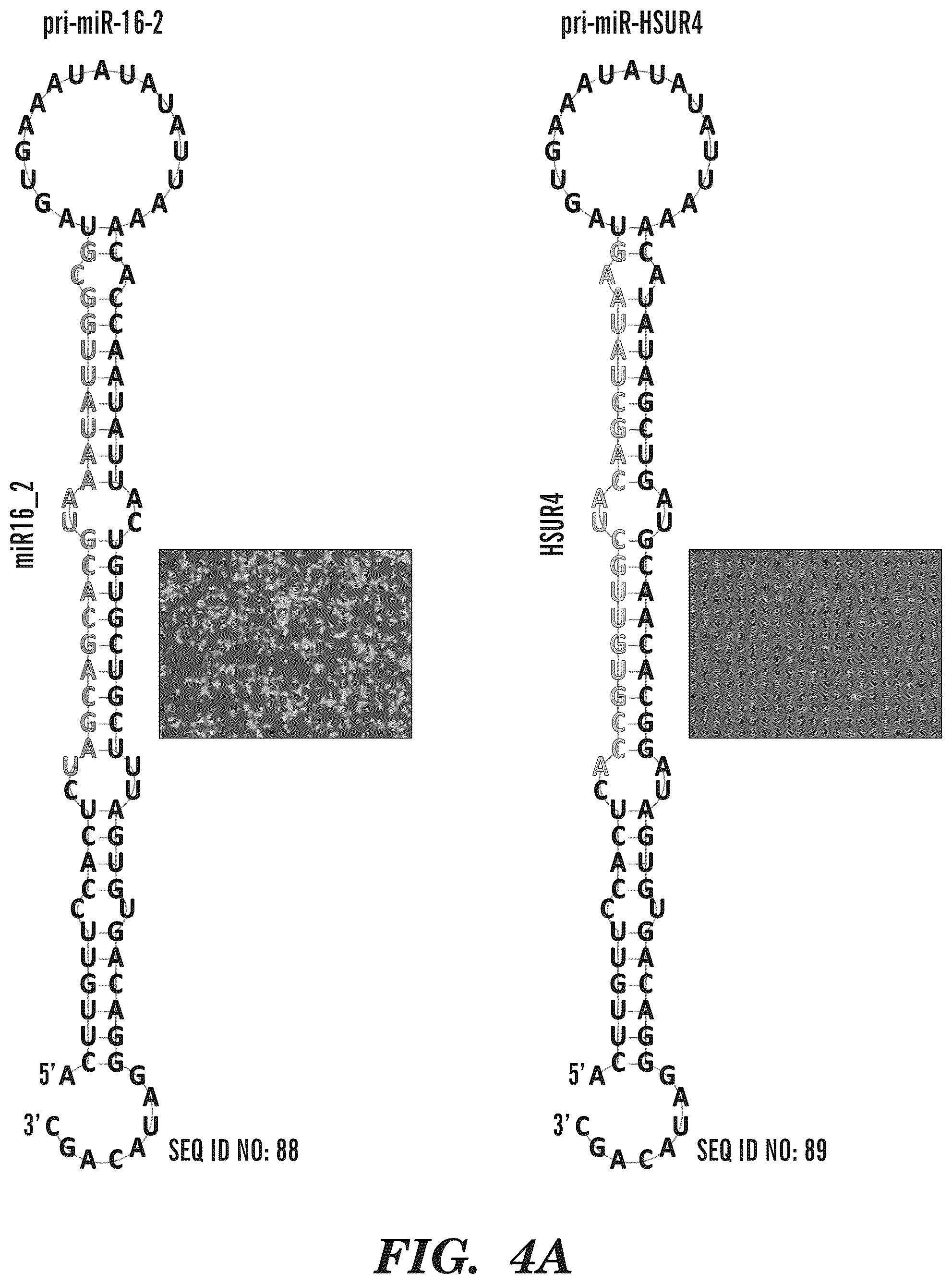 Patent US12365900 Figure 15 – miRNA switches for RNA-triggered control of RNA interference