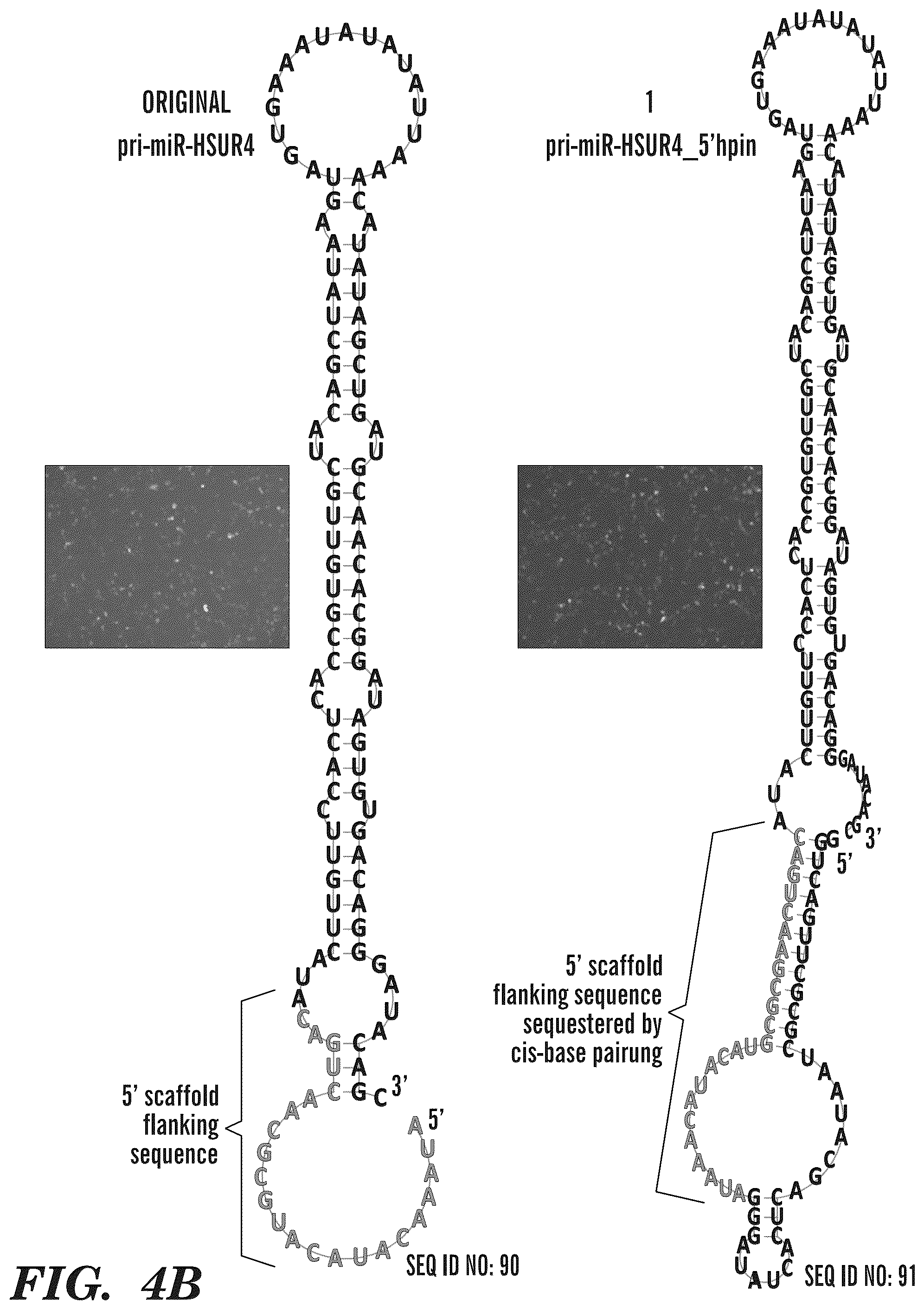Patent US12365900 Figure 16 – miRNA switches for RNA-triggered control of RNA interference