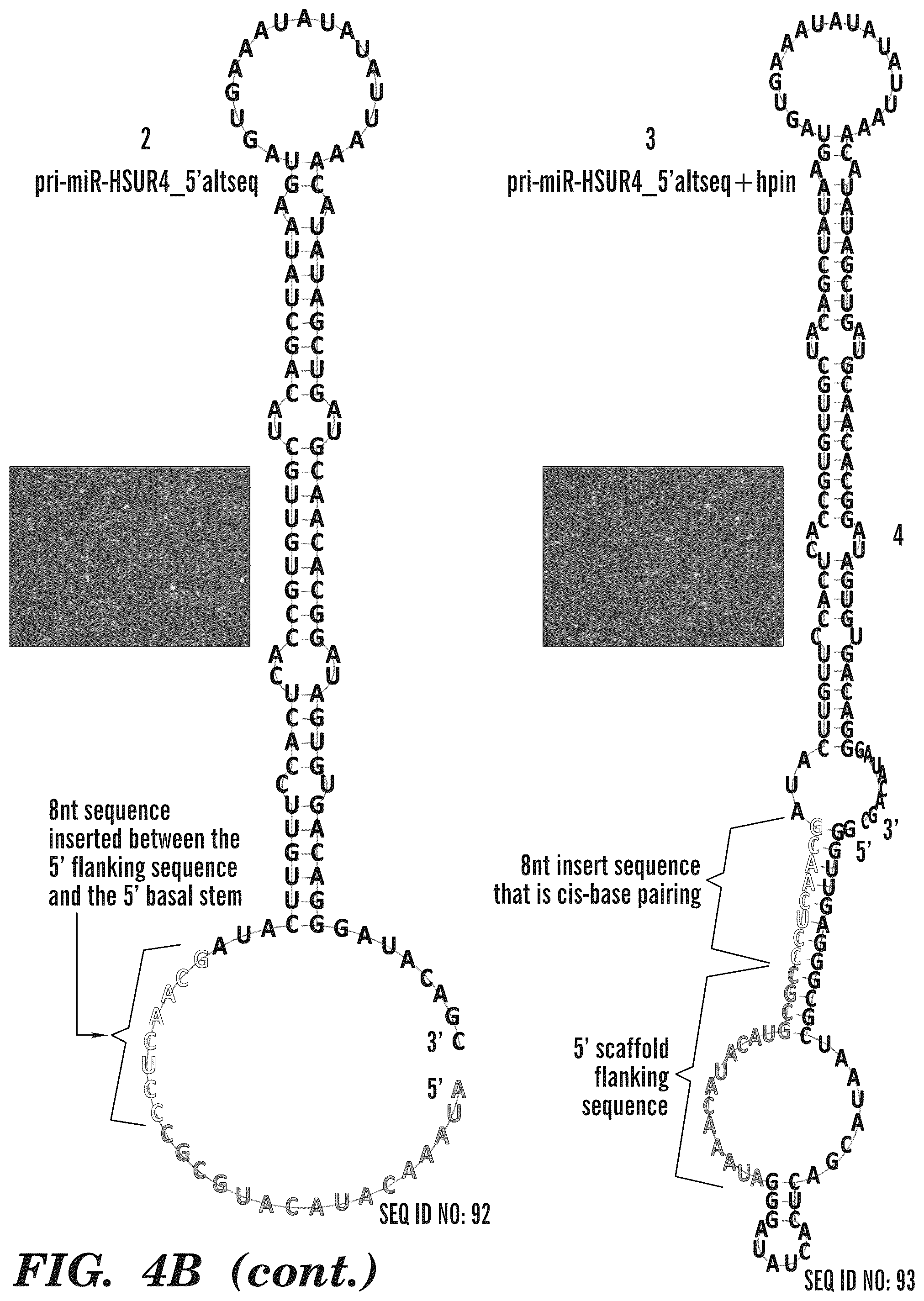 Patent US12365900 Figure 17 – miRNA switches for RNA-triggered control of RNA interference