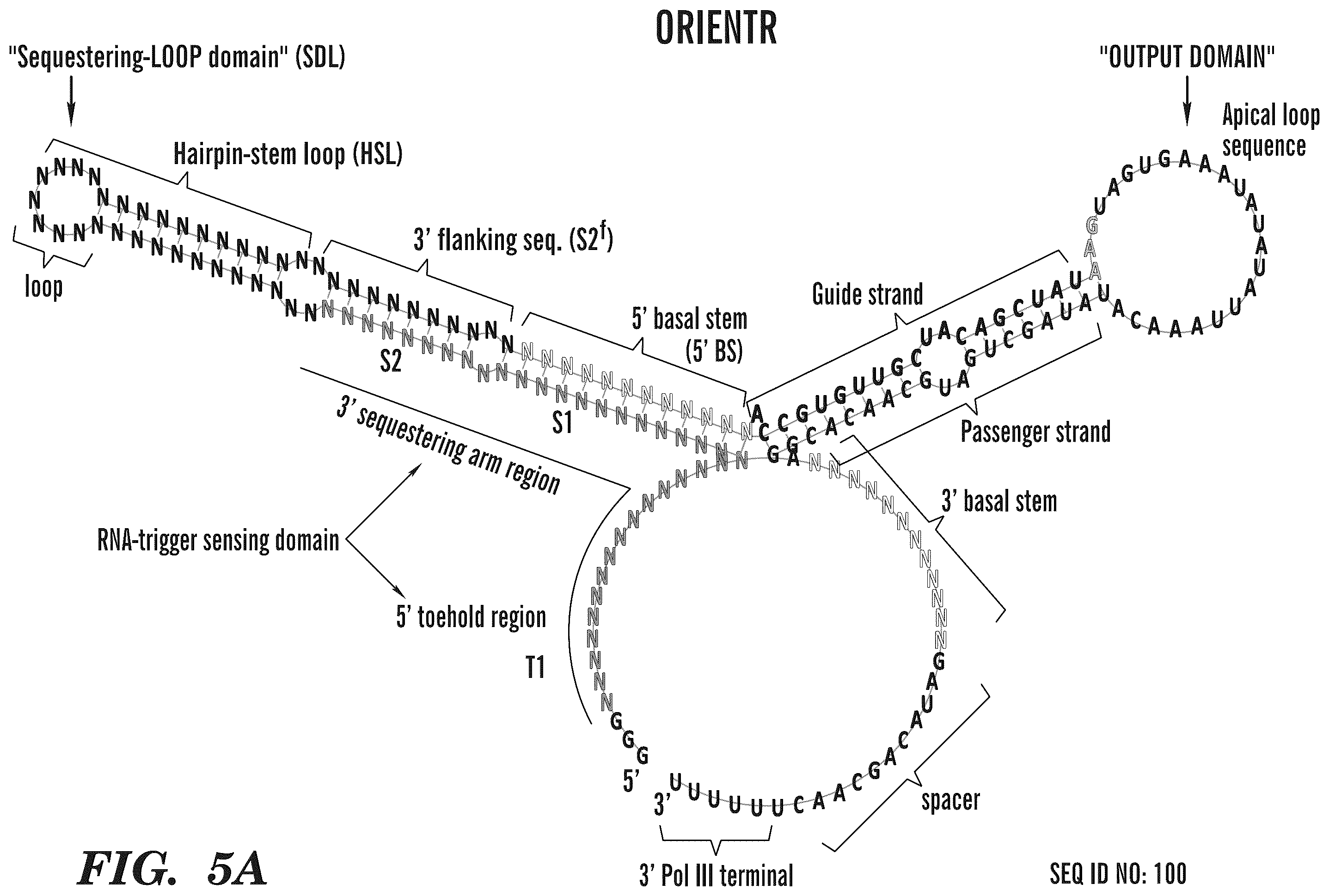Patent US12365900 Figure 20 – miRNA switches for RNA-triggered control of RNA interference