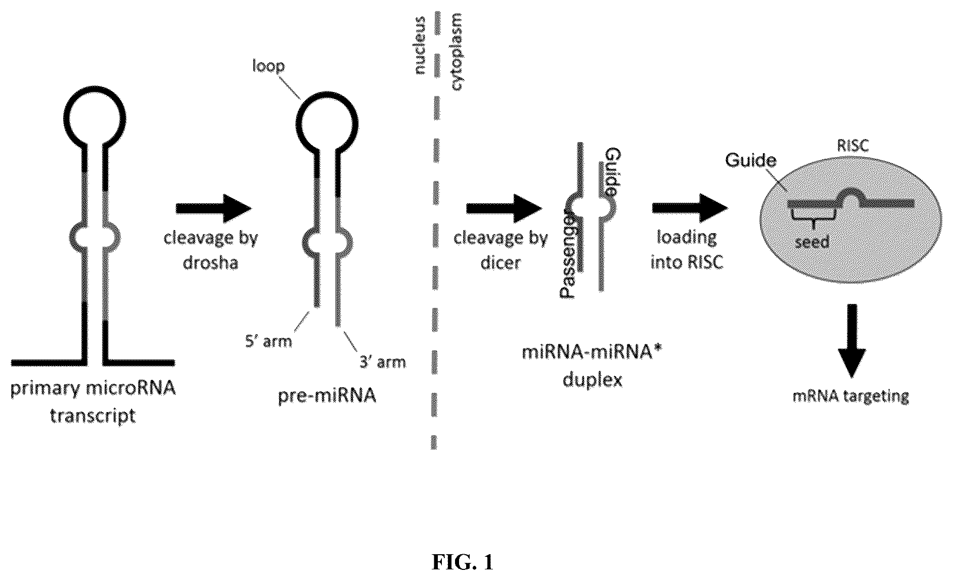 Patent US12365902 Figure 1 – Compositions and methods of generating novel amiRNA