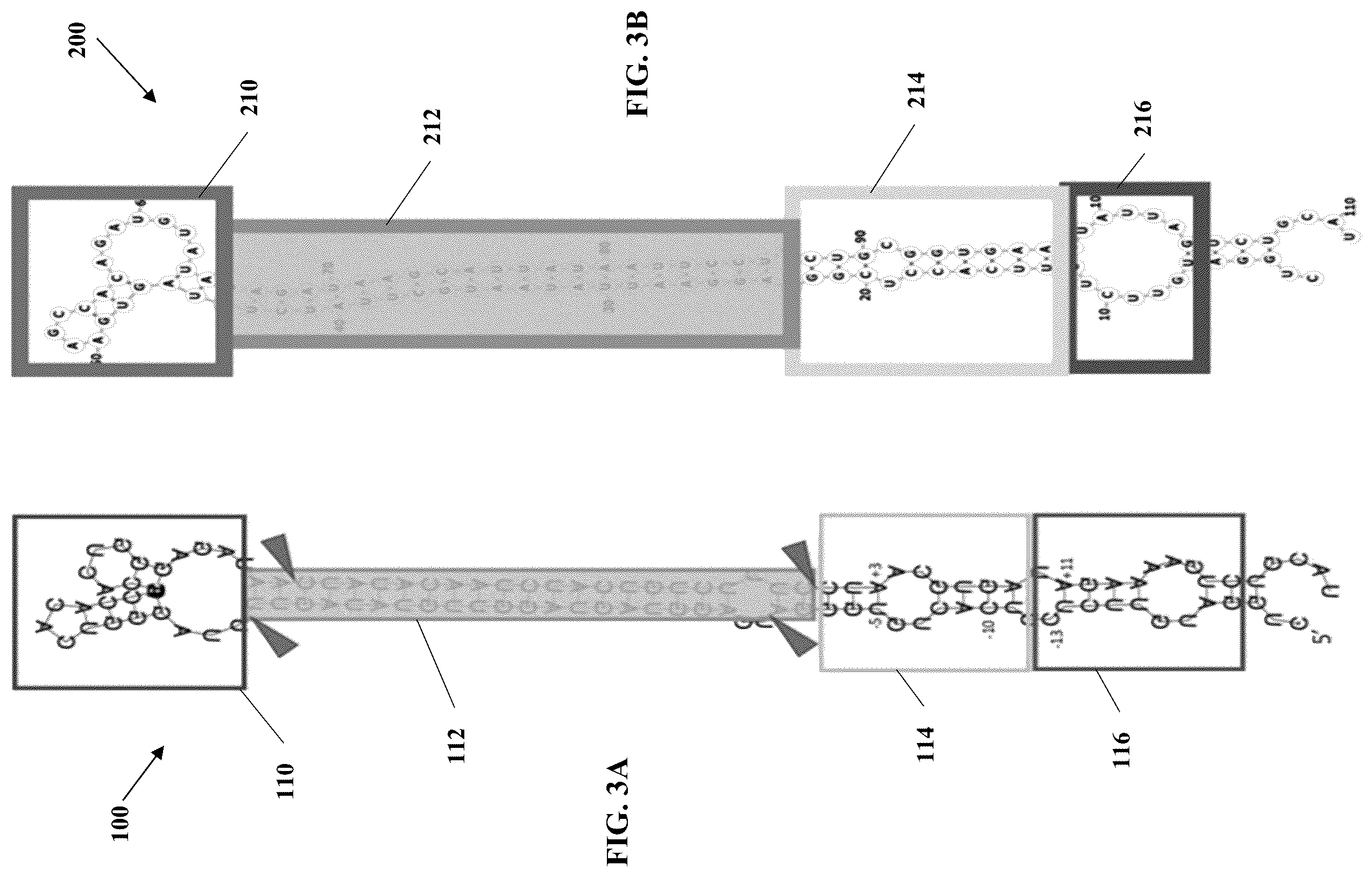 Patent US12365902 Figure 4 – Compositions and methods of generating novel amiRNA