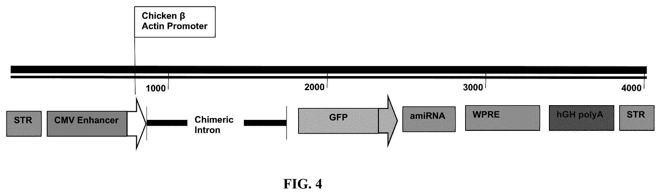 Patent US12365902 Figure 5 – Compositions and methods of generating novel amiRNA