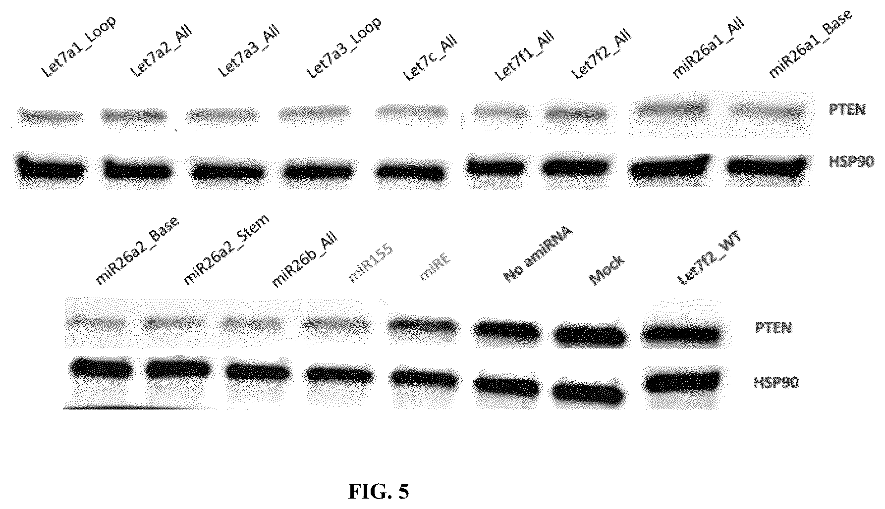 Patent US12365902 Figure 6 – Compositions and methods of generating novel amiRNA