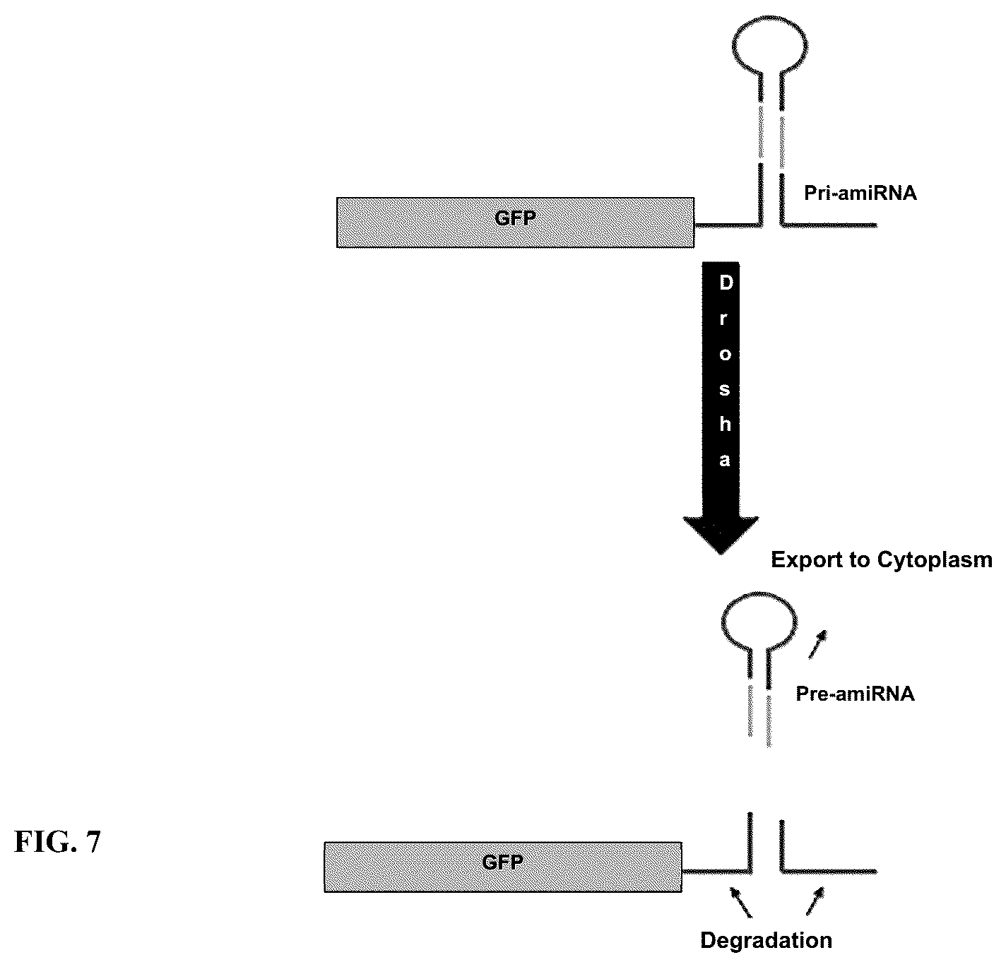 Patent US12365902 Figure 8 – Compositions and methods of generating novel amiRNA