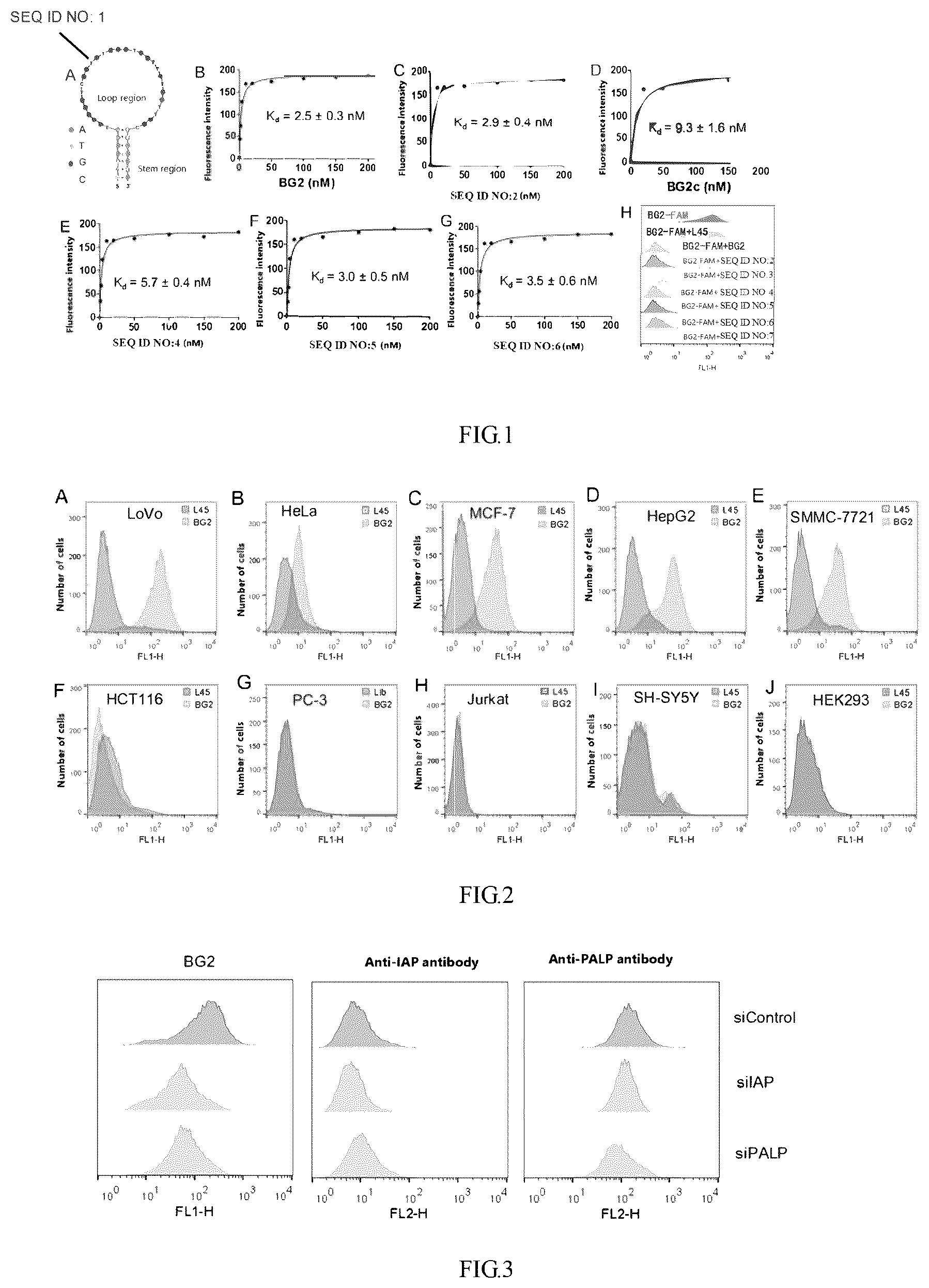 Patent US12365903 Figure 1 – Application of aptamer in recognition and binding of alkaline phosphatase heterodimer or tumor detection