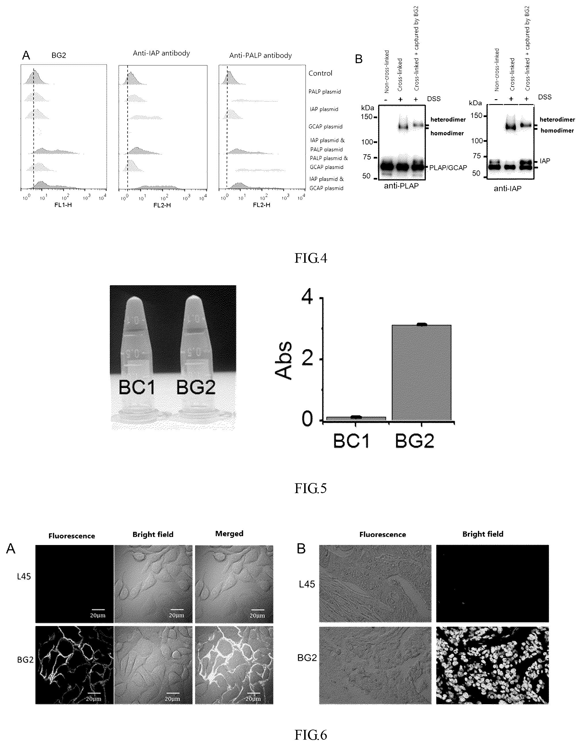 Patent US12365903 Figure 2 – Application of aptamer in recognition and binding of alkaline phosphatase heterodimer or tumor detection