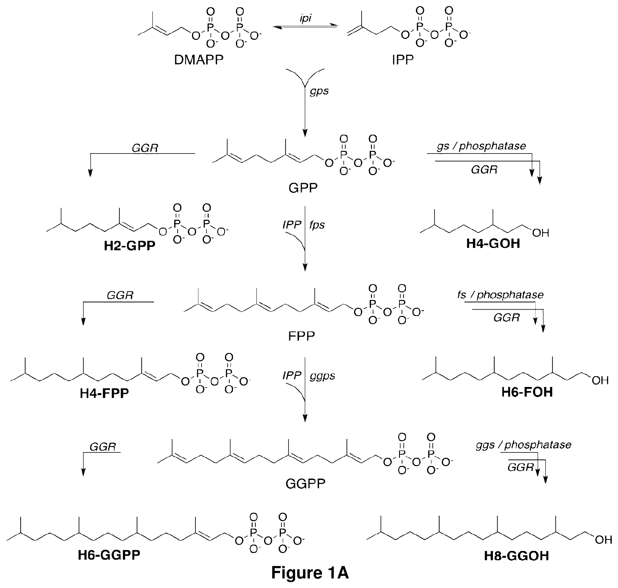 Patent US12365905 Figure 1 – Host cells and methods for reducing isoprenoid precursors and isoprenoids by geranylgeranyl reductase