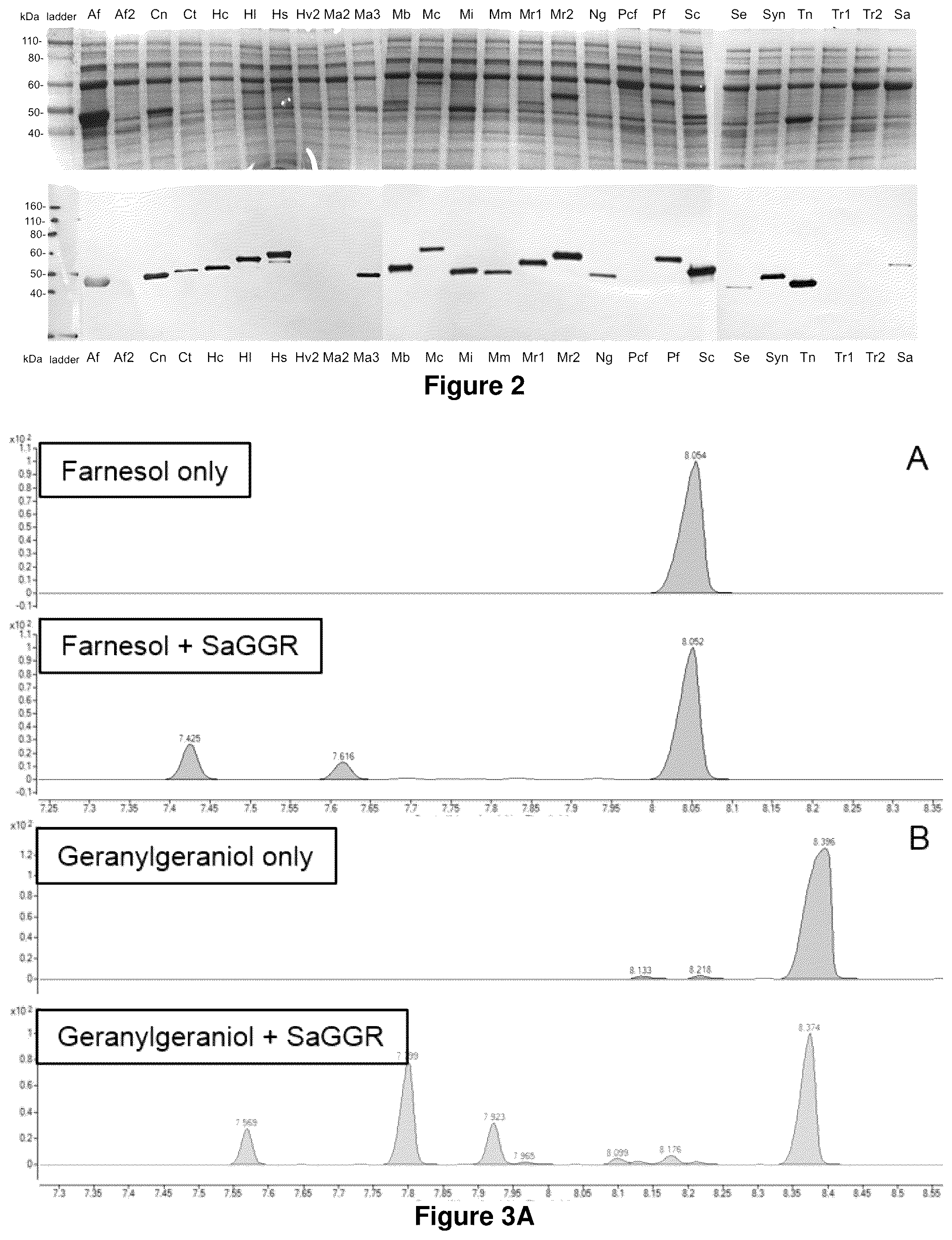 Patent US12365905 Figure 3 – Host cells and methods for reducing isoprenoid precursors and isoprenoids by geranylgeranyl reductase
