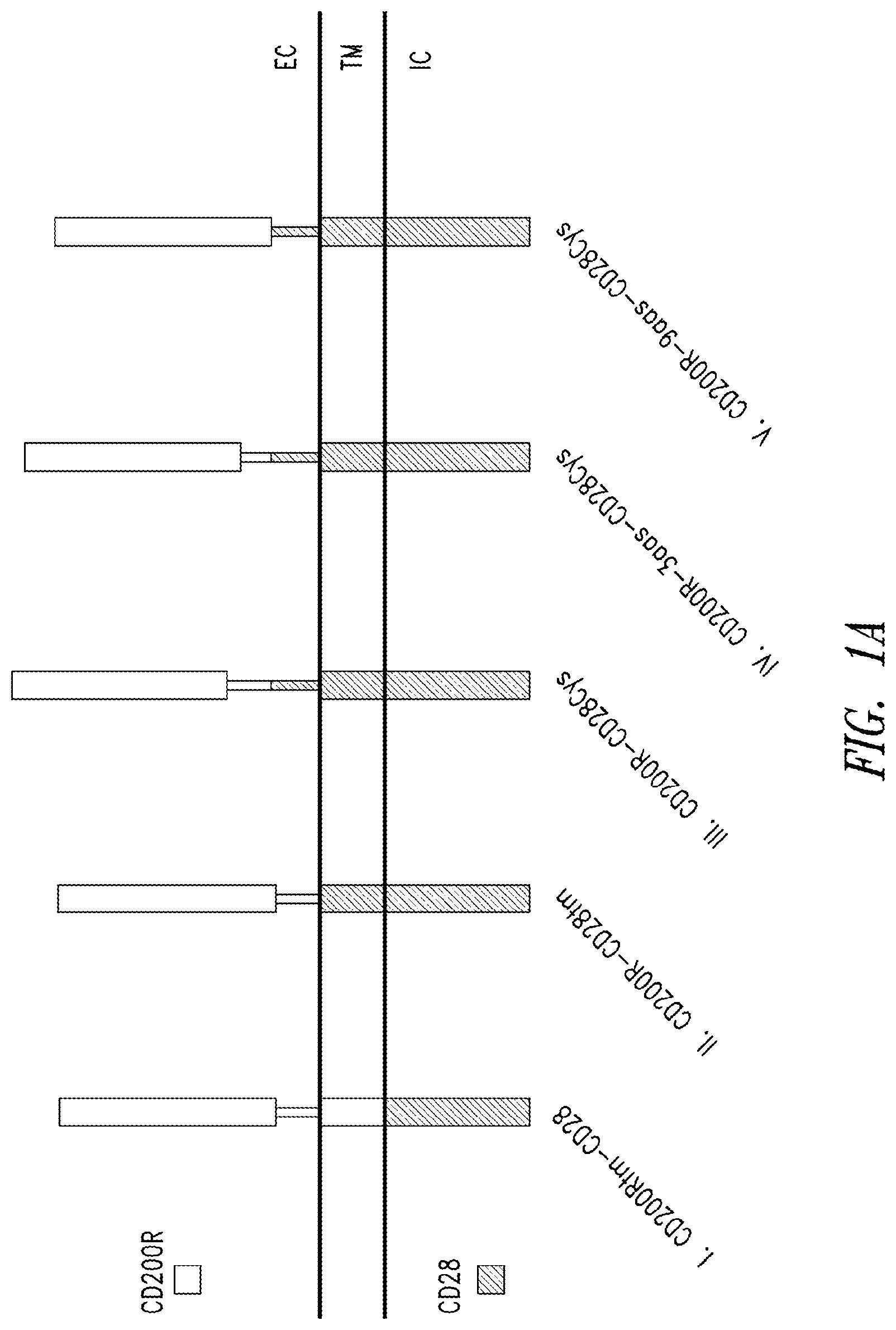 Patent US12365906 Figure 1 – Immunomodulatory fusion proteins and uses thereof