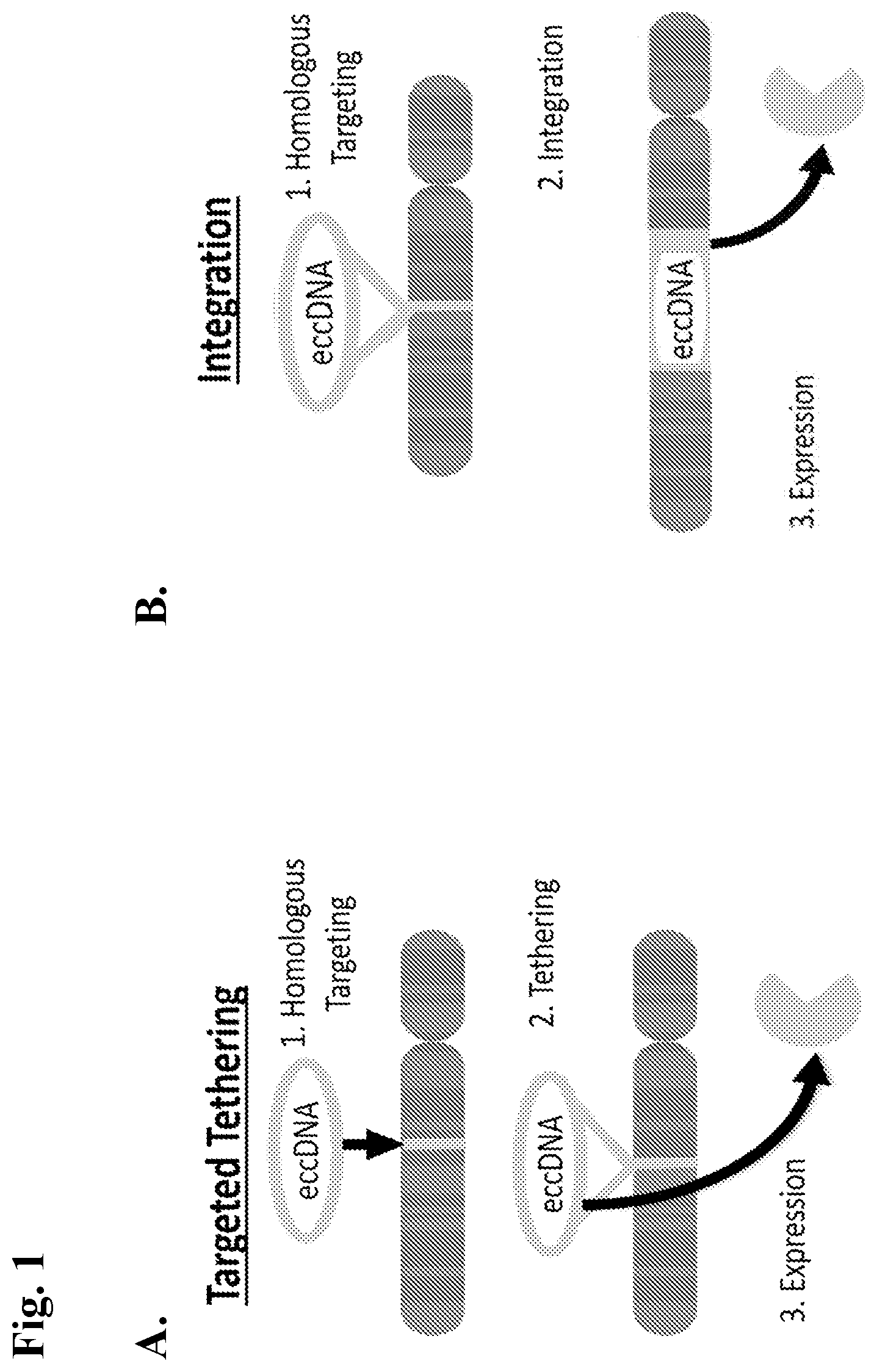 Patent US12365907 Figure 1 – Vector for gene transfer and gene copy proliferation