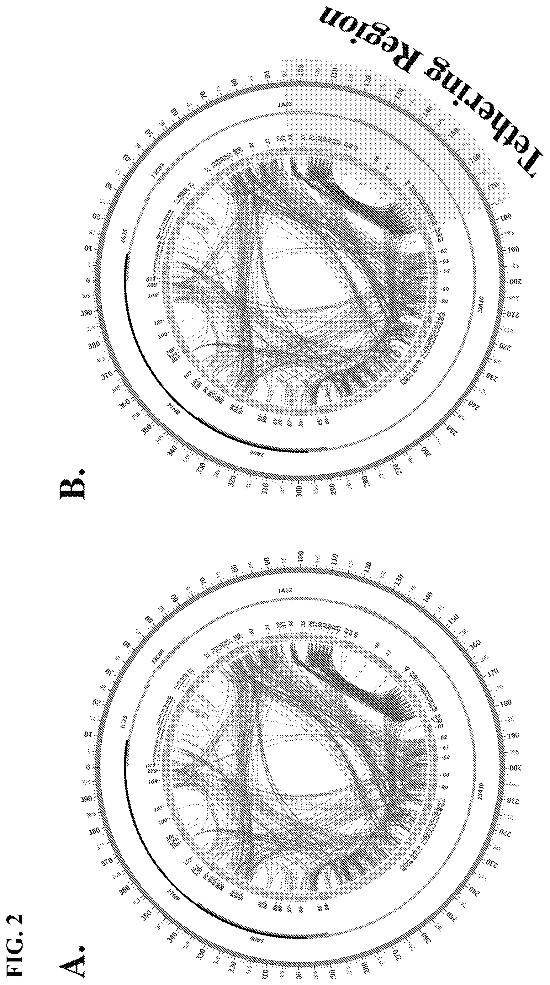 Patent US12365907 Figure 2 – Vector for gene transfer and gene copy proliferation