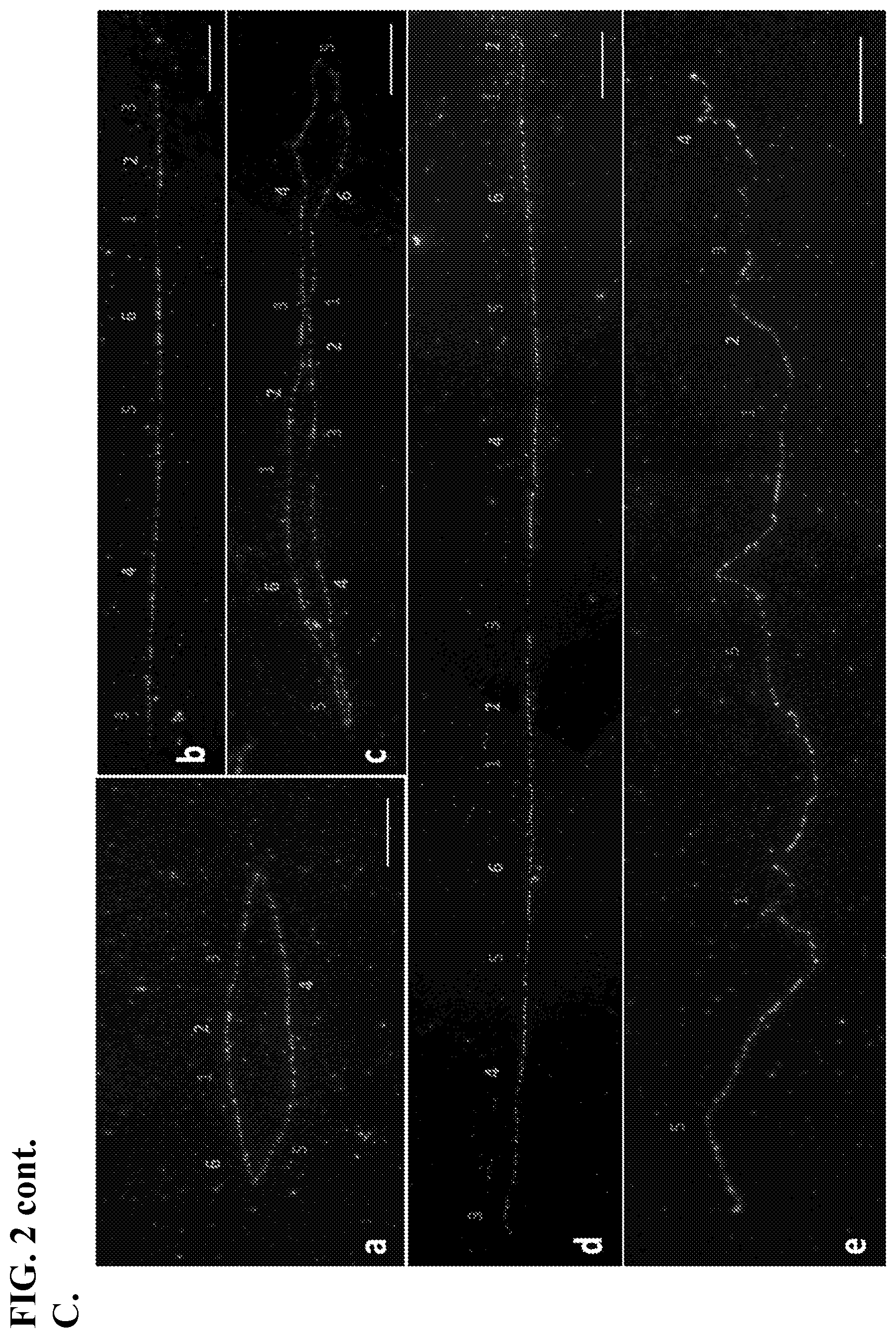 Patent US12365907 Figure 3 – Vector for gene transfer and gene copy proliferation