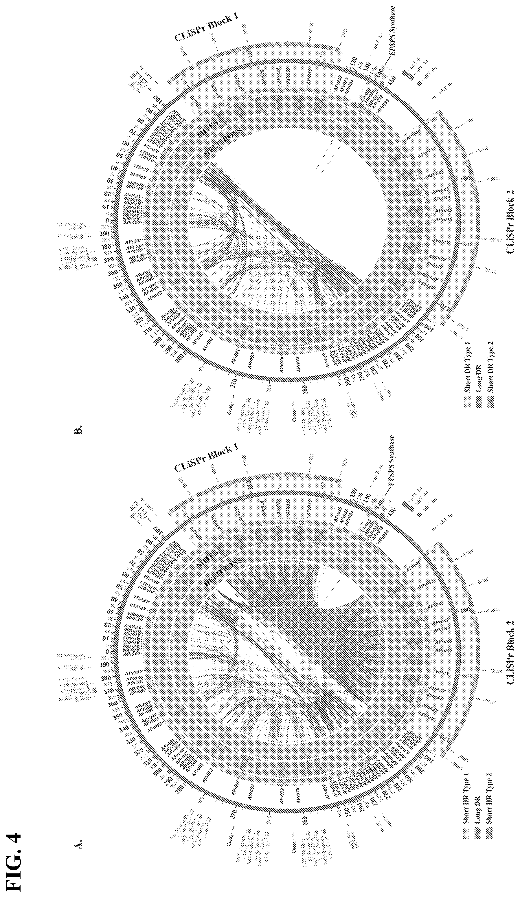 Patent US12365907 Figure 6 – Vector for gene transfer and gene copy proliferation