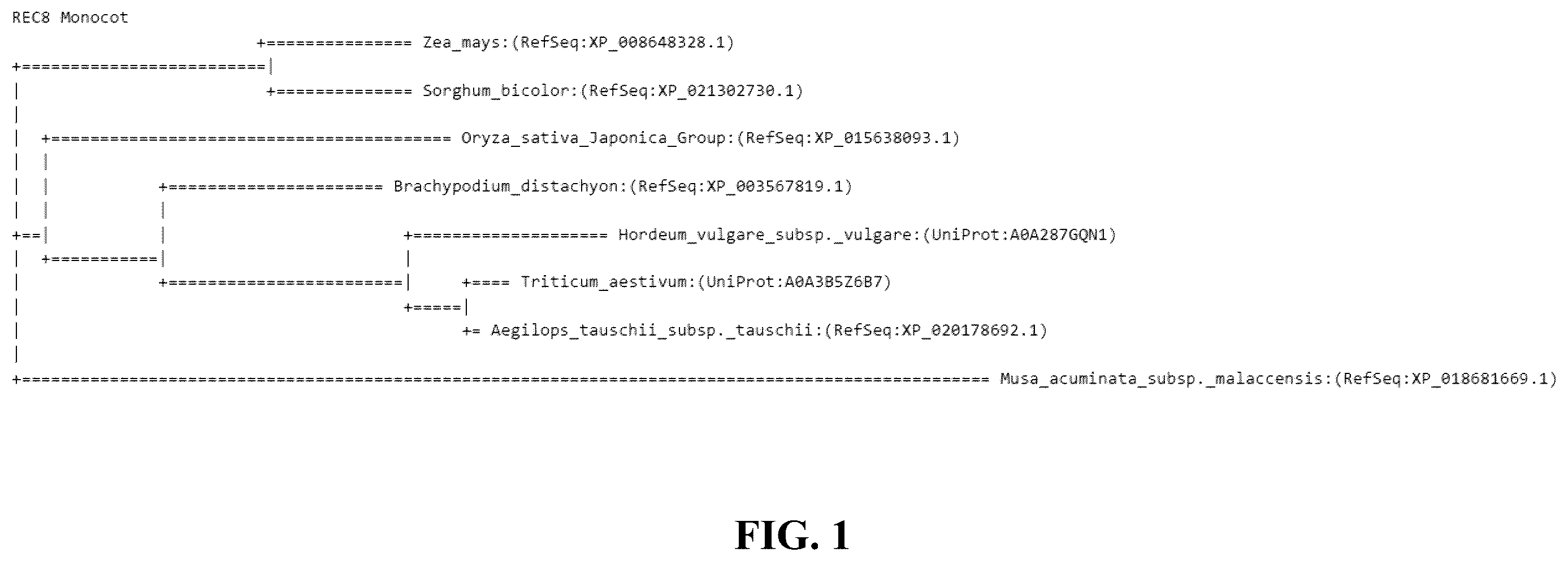 Patent US12365908 — Polyploid hybrid maize breeding — Figure 1