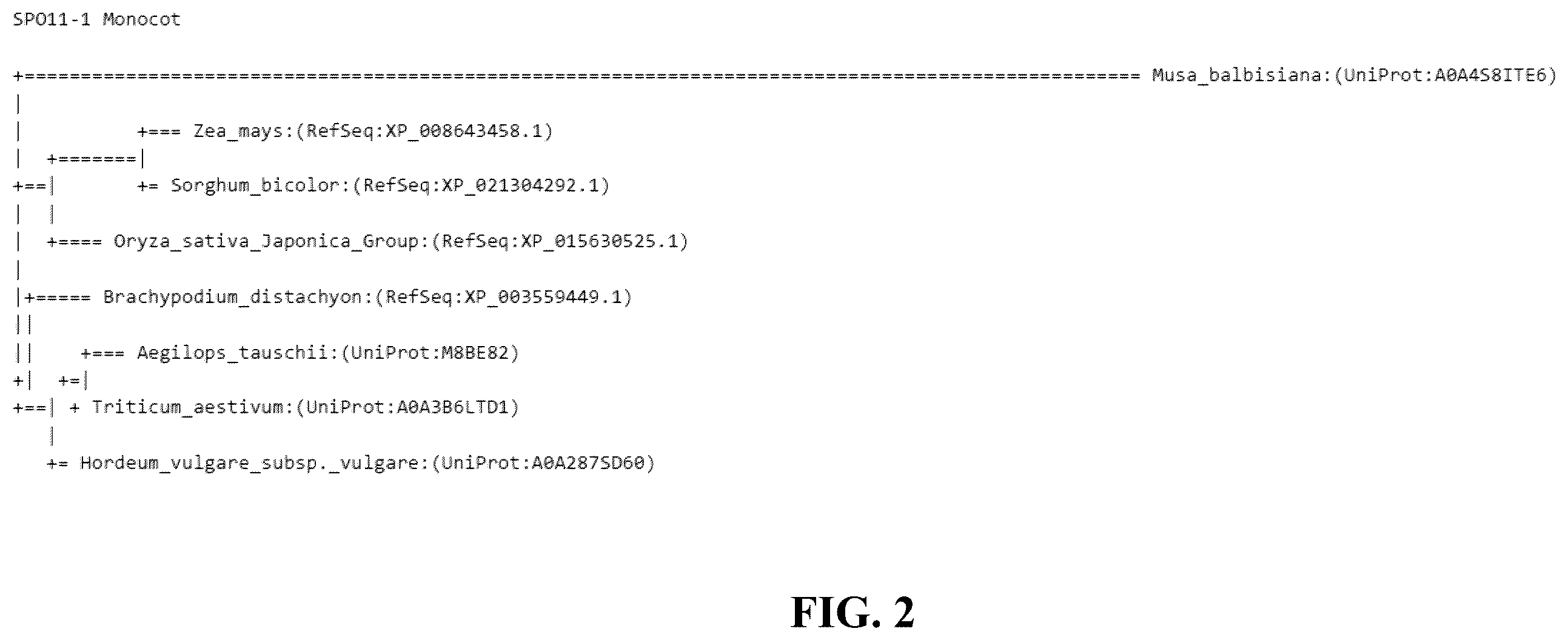 Patent US12365908 Figure 2 – Polyploid hybrid maize breeding