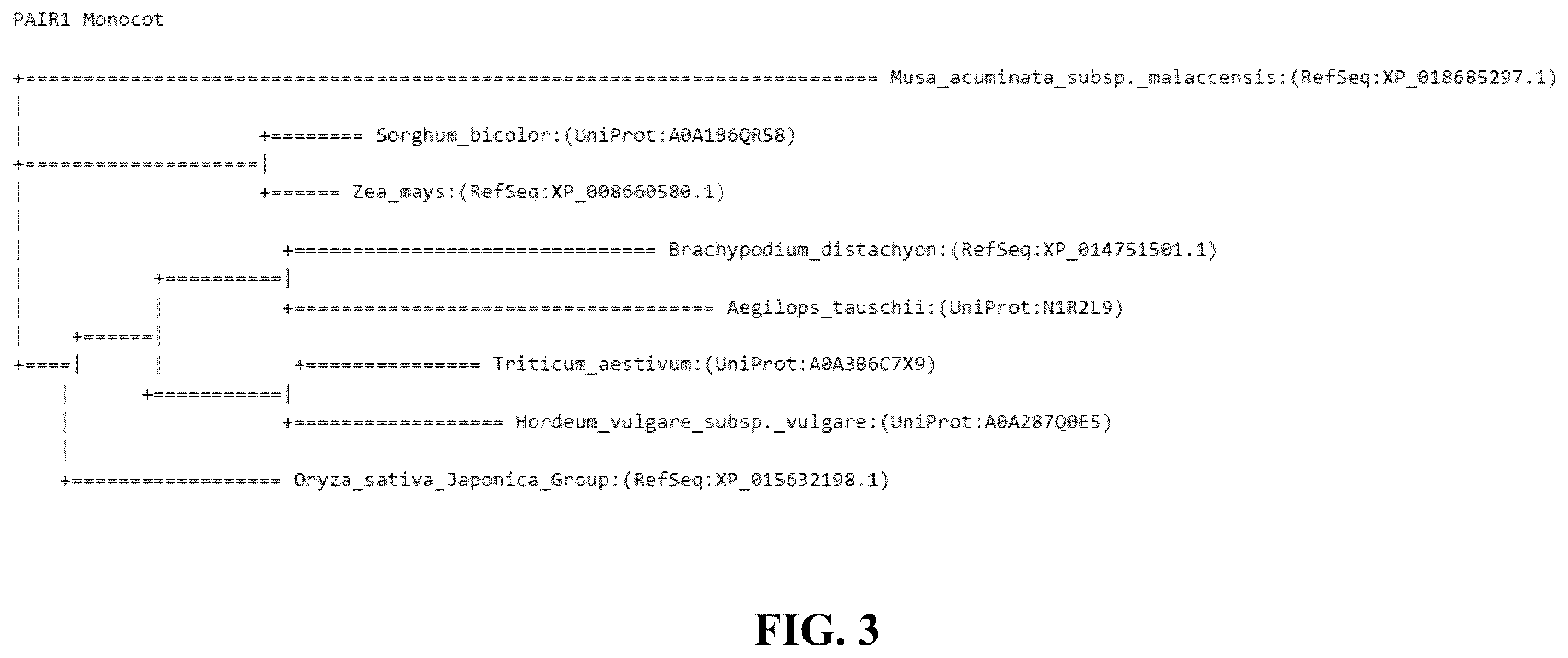 Patent US12365908 Figure 3 – Polyploid hybrid maize breeding