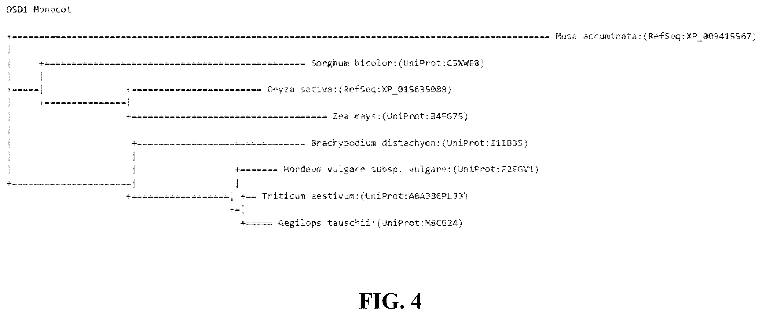 Patent US12365908 Figure 4 – Polyploid hybrid maize breeding