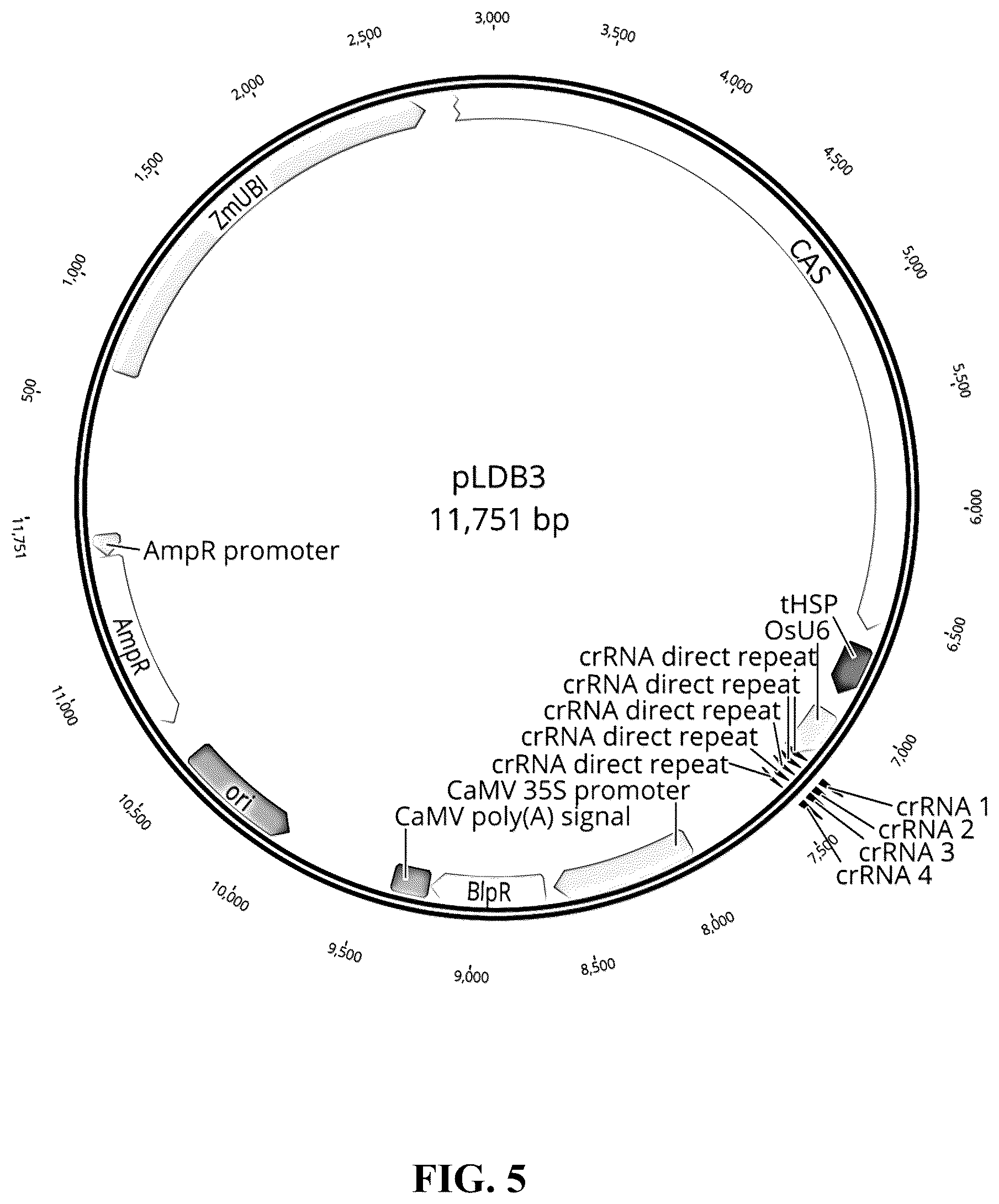 Patent US12365908 Figure 5 – Polyploid hybrid maize breeding