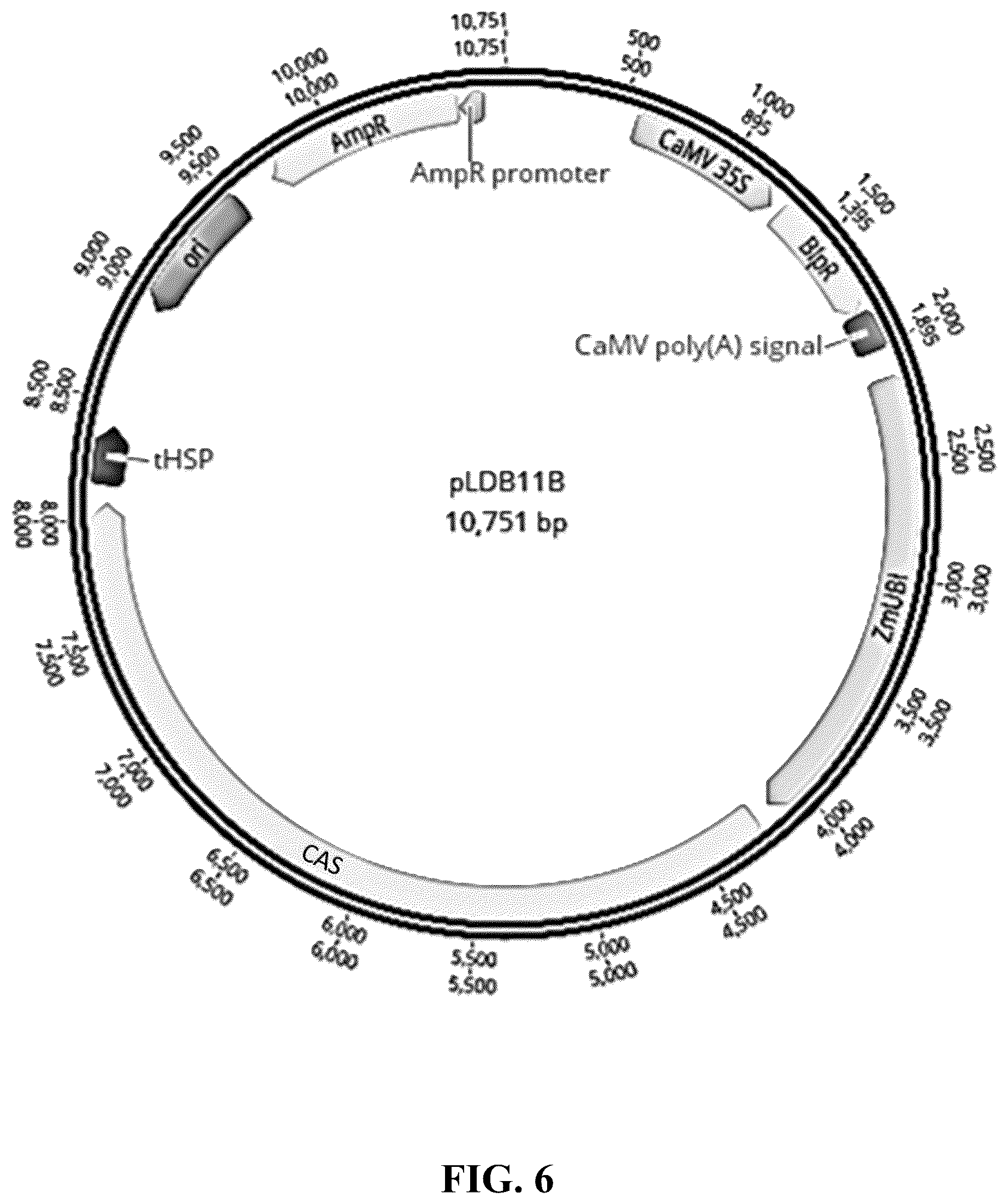 Patent US12365908 Figure 6 – Polyploid hybrid maize breeding