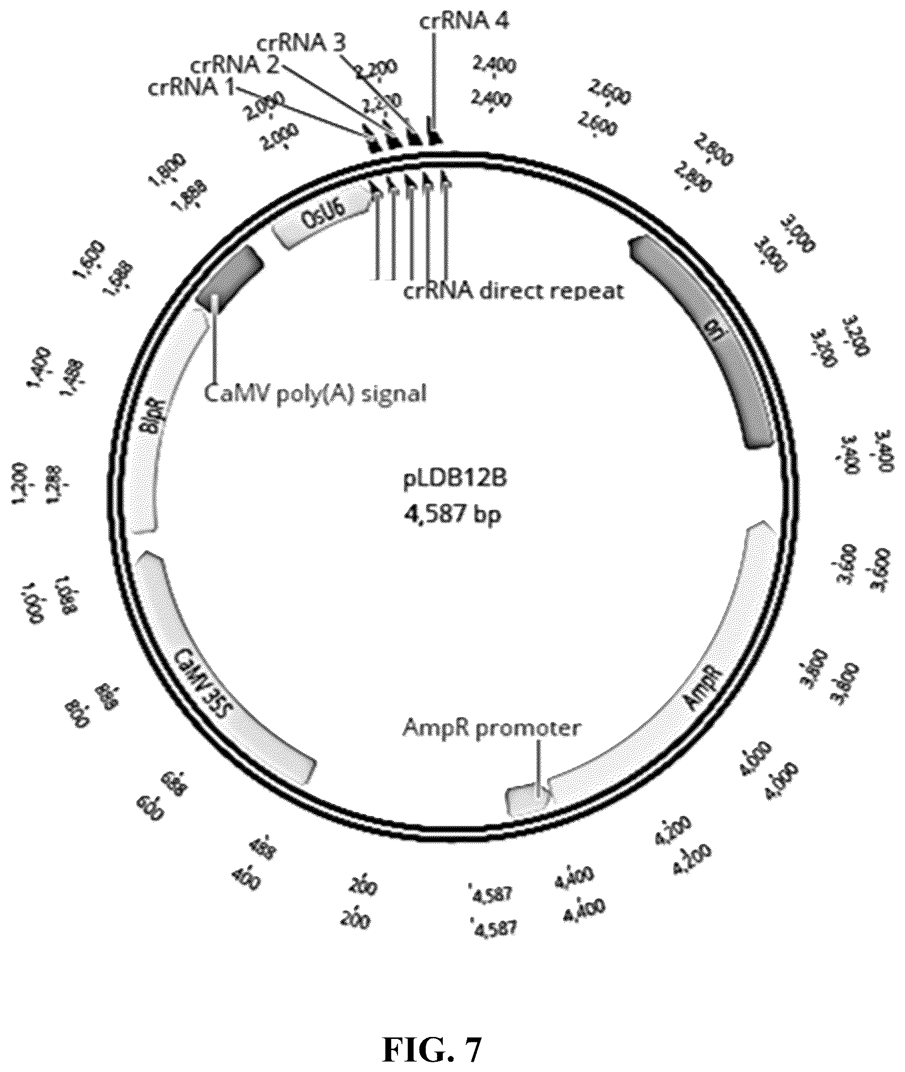 Patent US12365908 Figure 7 – Polyploid hybrid maize breeding