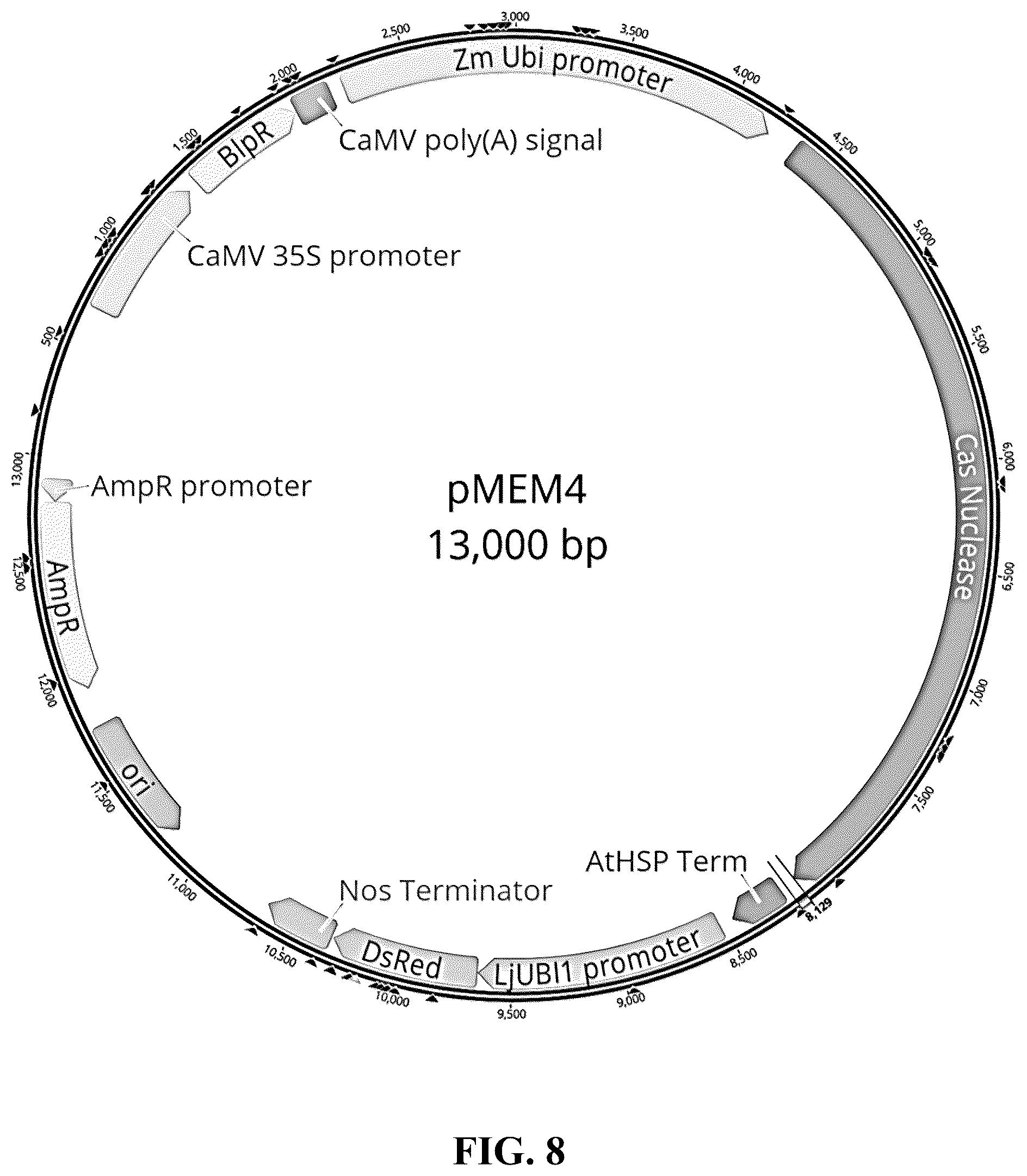 Patent US12365908 Figure 8 – Polyploid hybrid maize breeding