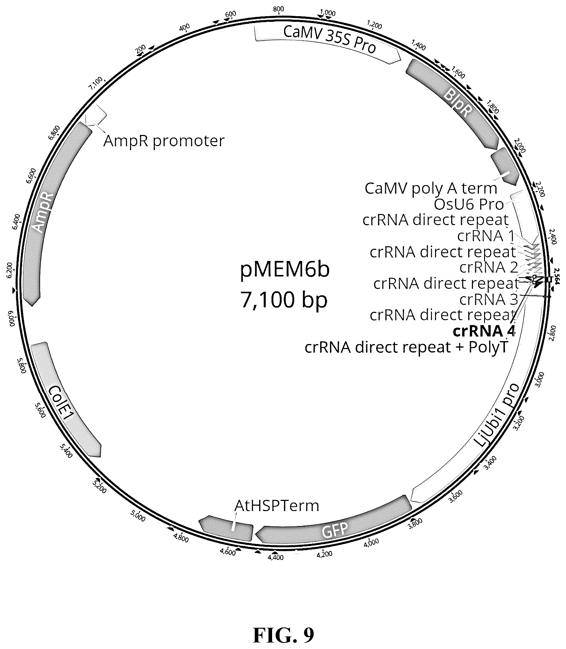 Patent US12365908 Figure 9 – Polyploid hybrid maize breeding