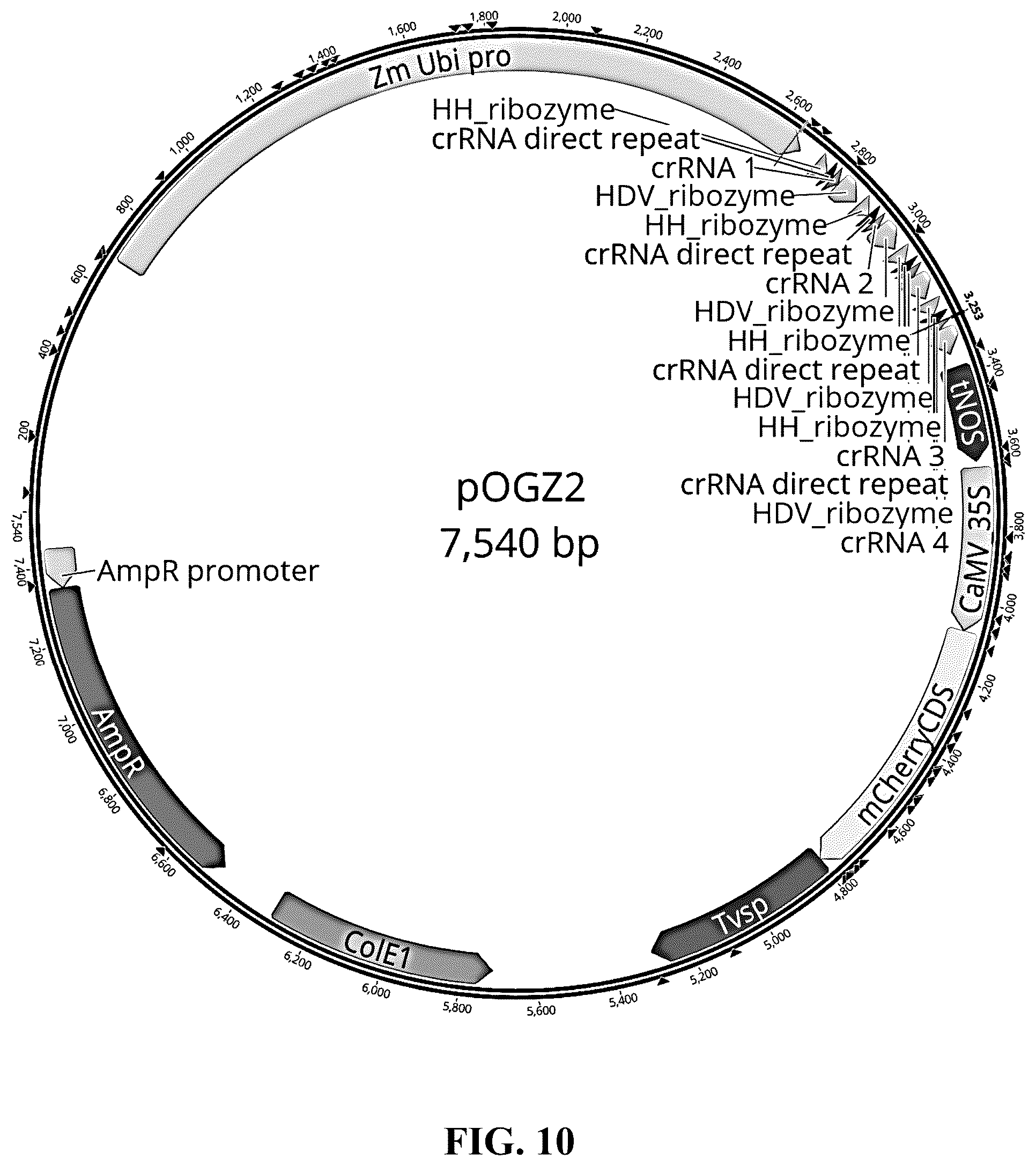 Patent US12365908 Figure 10 – Polyploid hybrid maize breeding