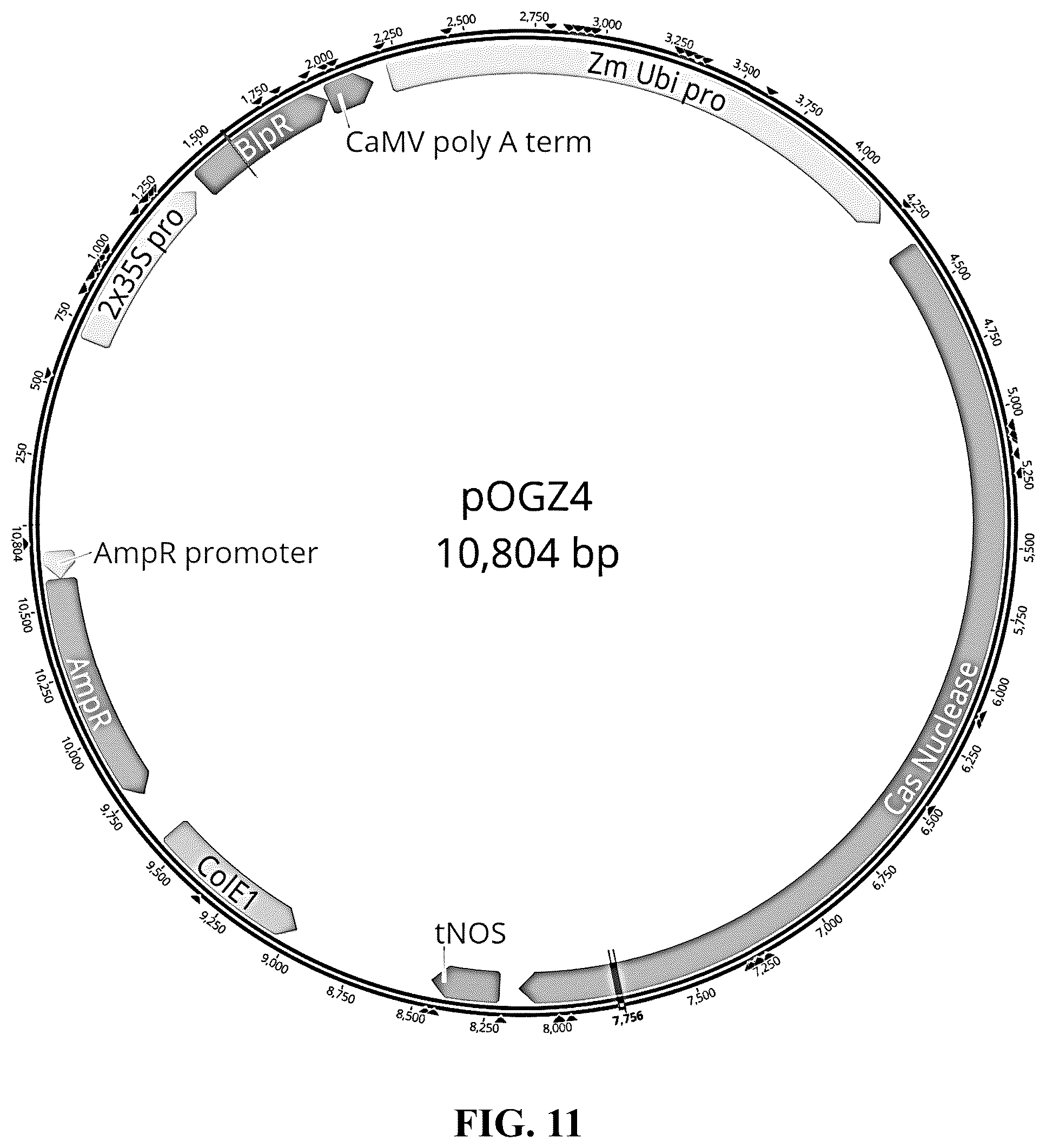 Patent US12365908 Figure 11 – Polyploid hybrid maize breeding