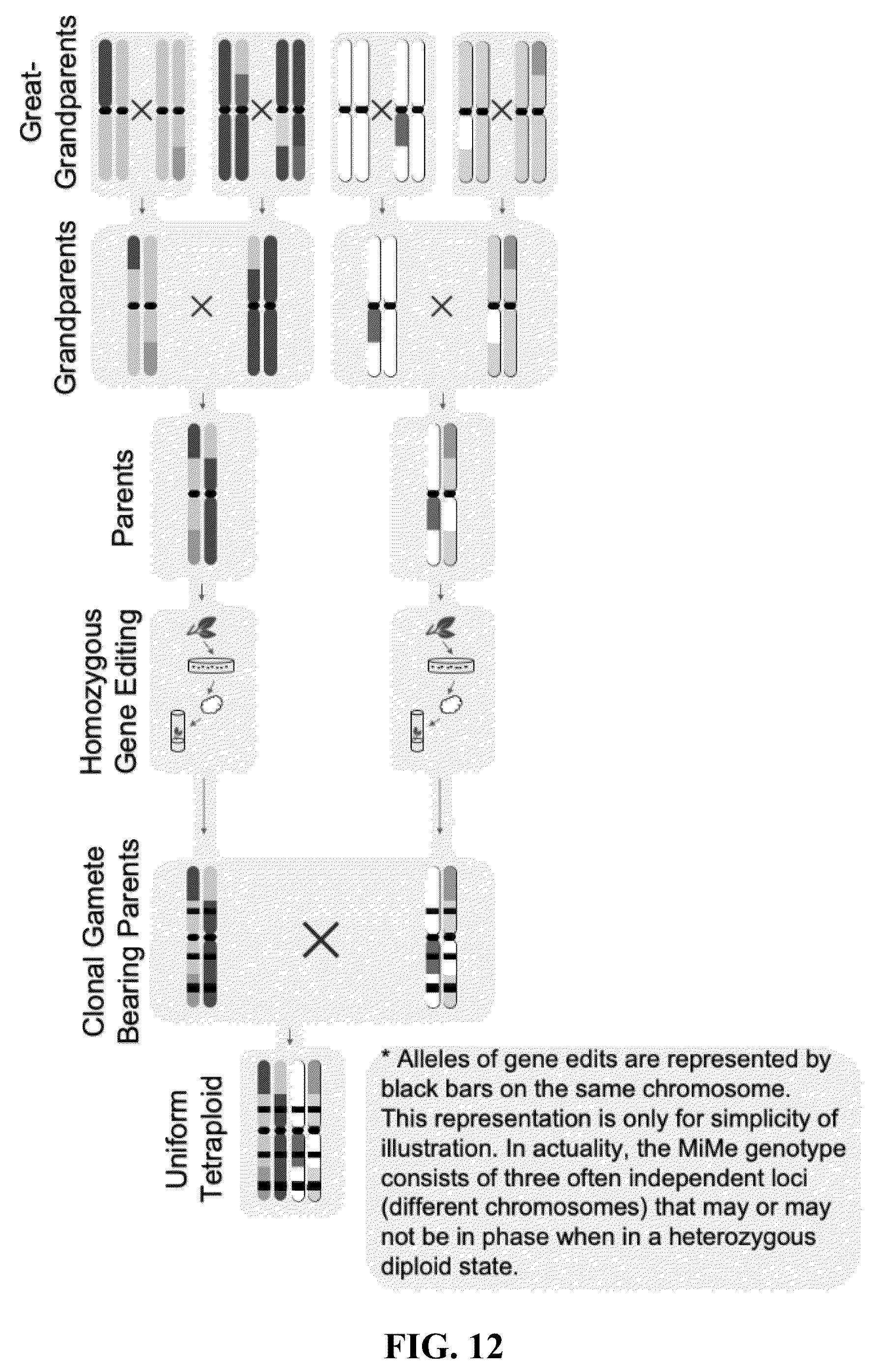 Patent US12365908 Figure 12 – Polyploid hybrid maize breeding
