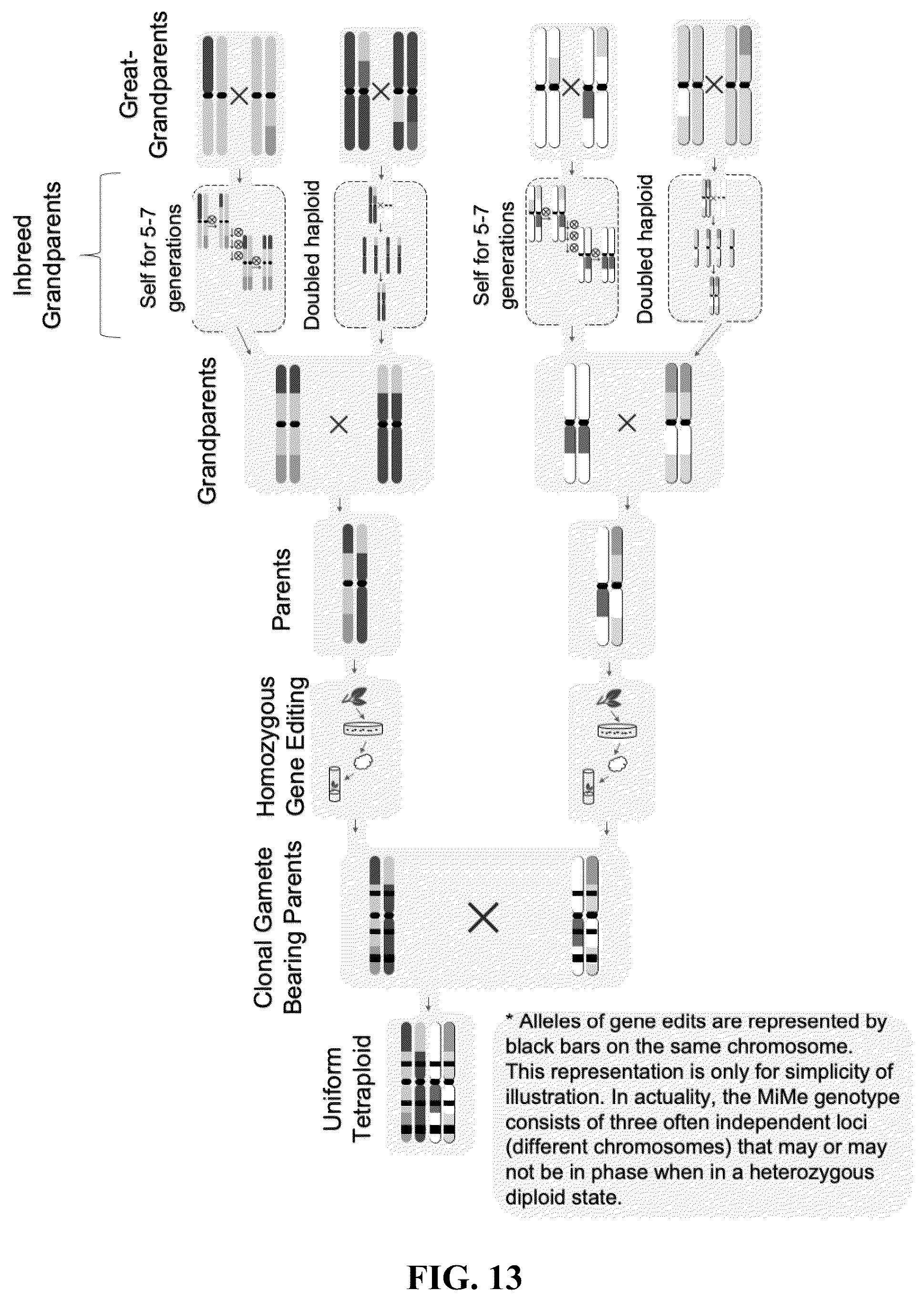 Patent US12365908 Figure 13 – Polyploid hybrid maize breeding