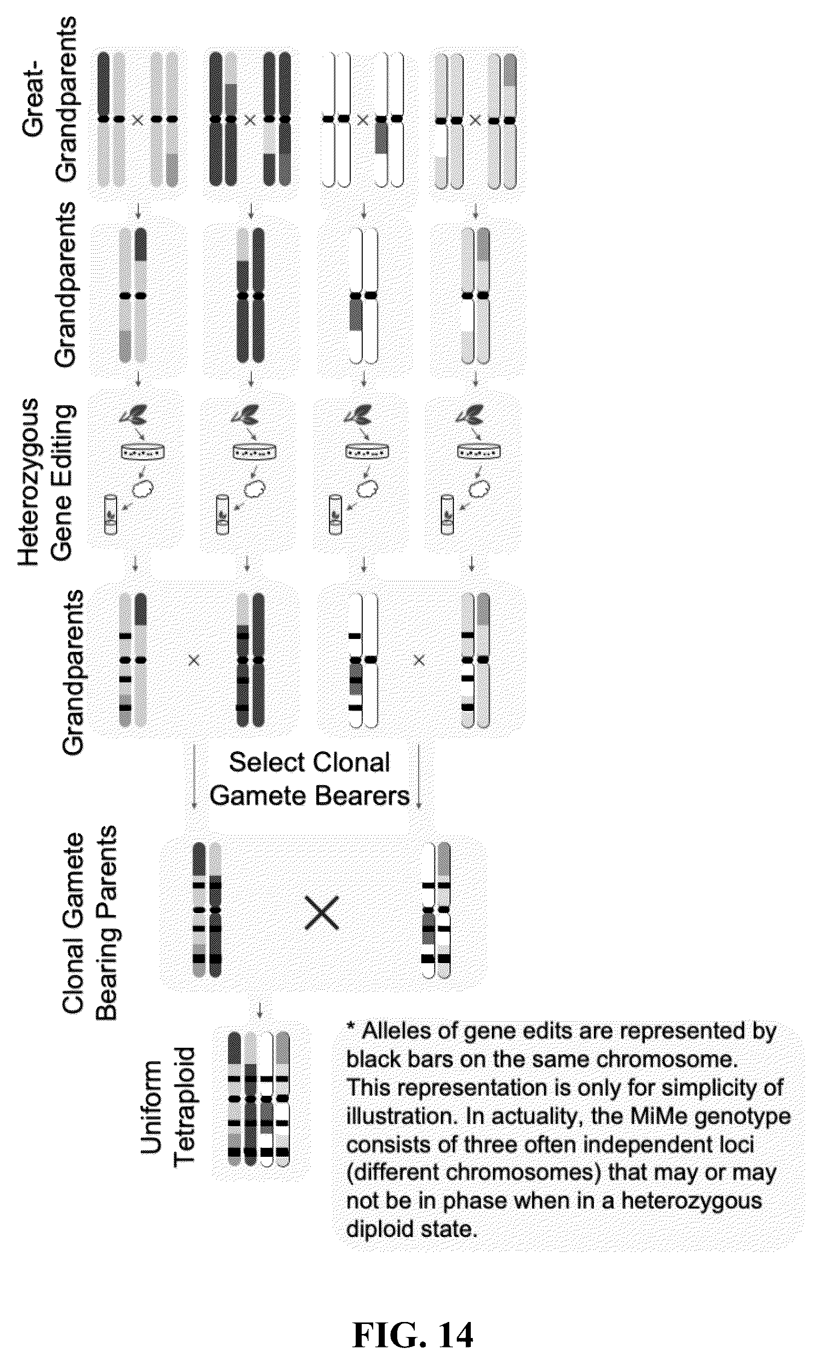 Patent US12365908 Figure 14 – Polyploid hybrid maize breeding