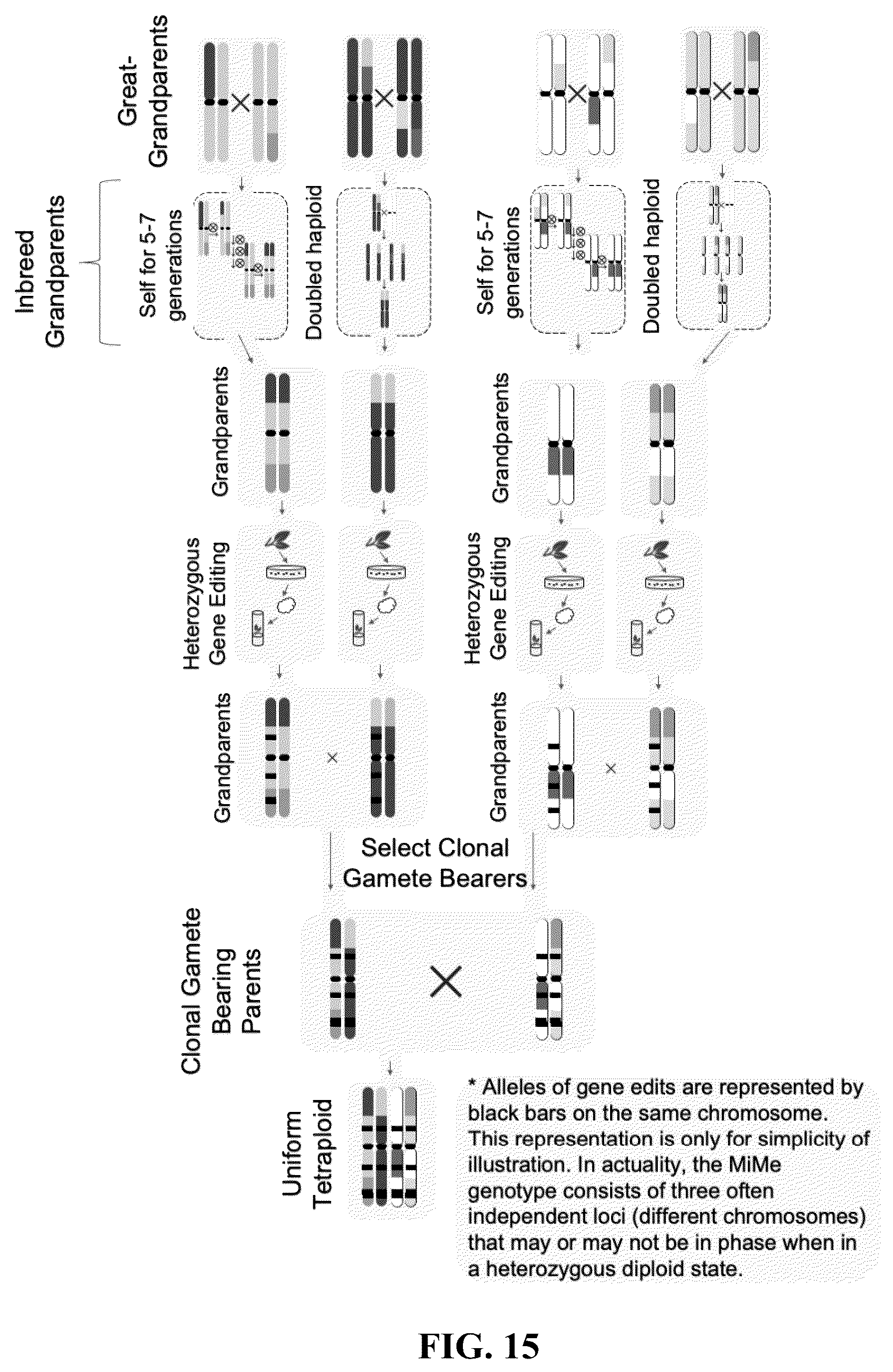 Patent US12365908 Figure 15 – Polyploid hybrid maize breeding
