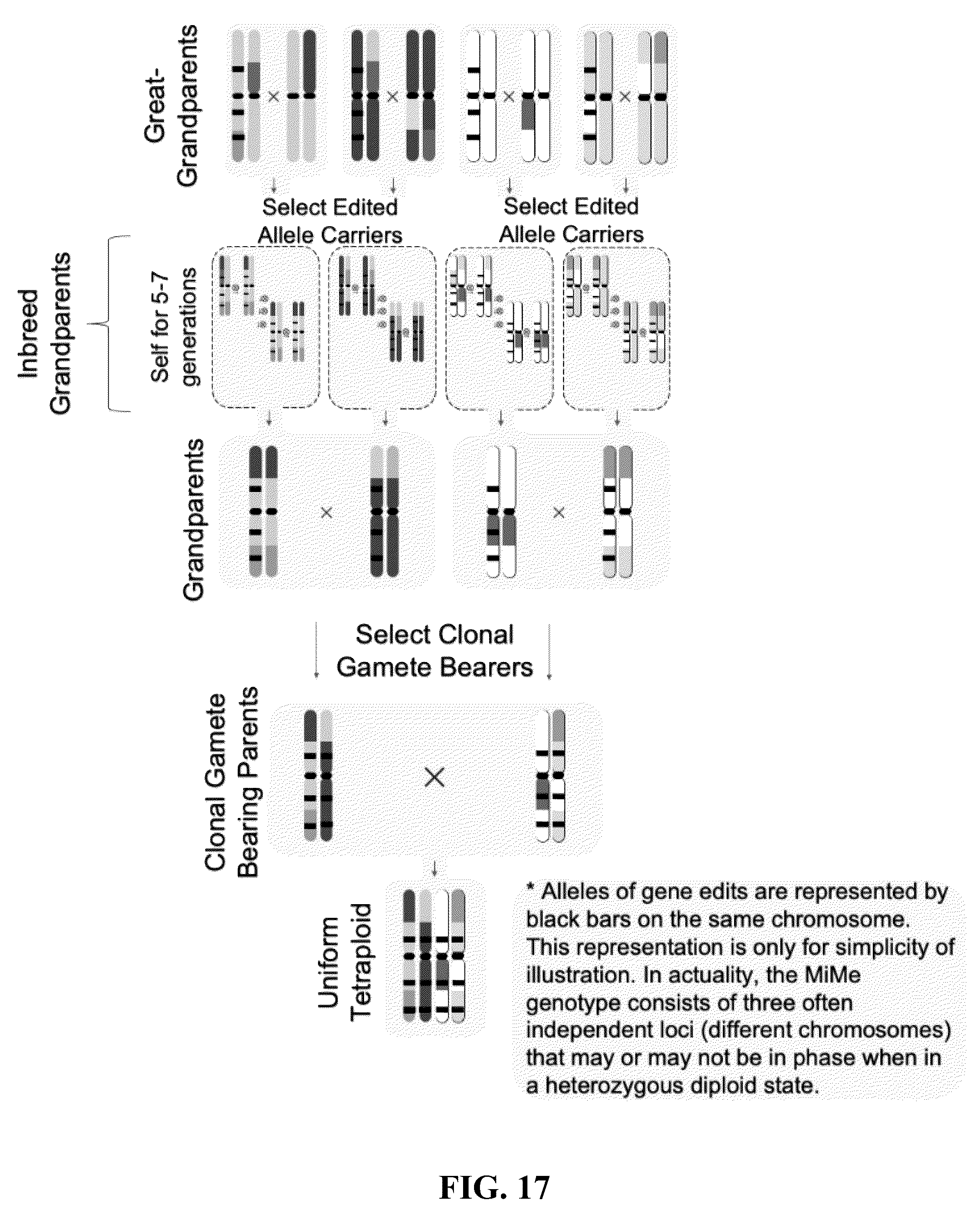 Patent US12365908 Figure 17 – Polyploid hybrid maize breeding