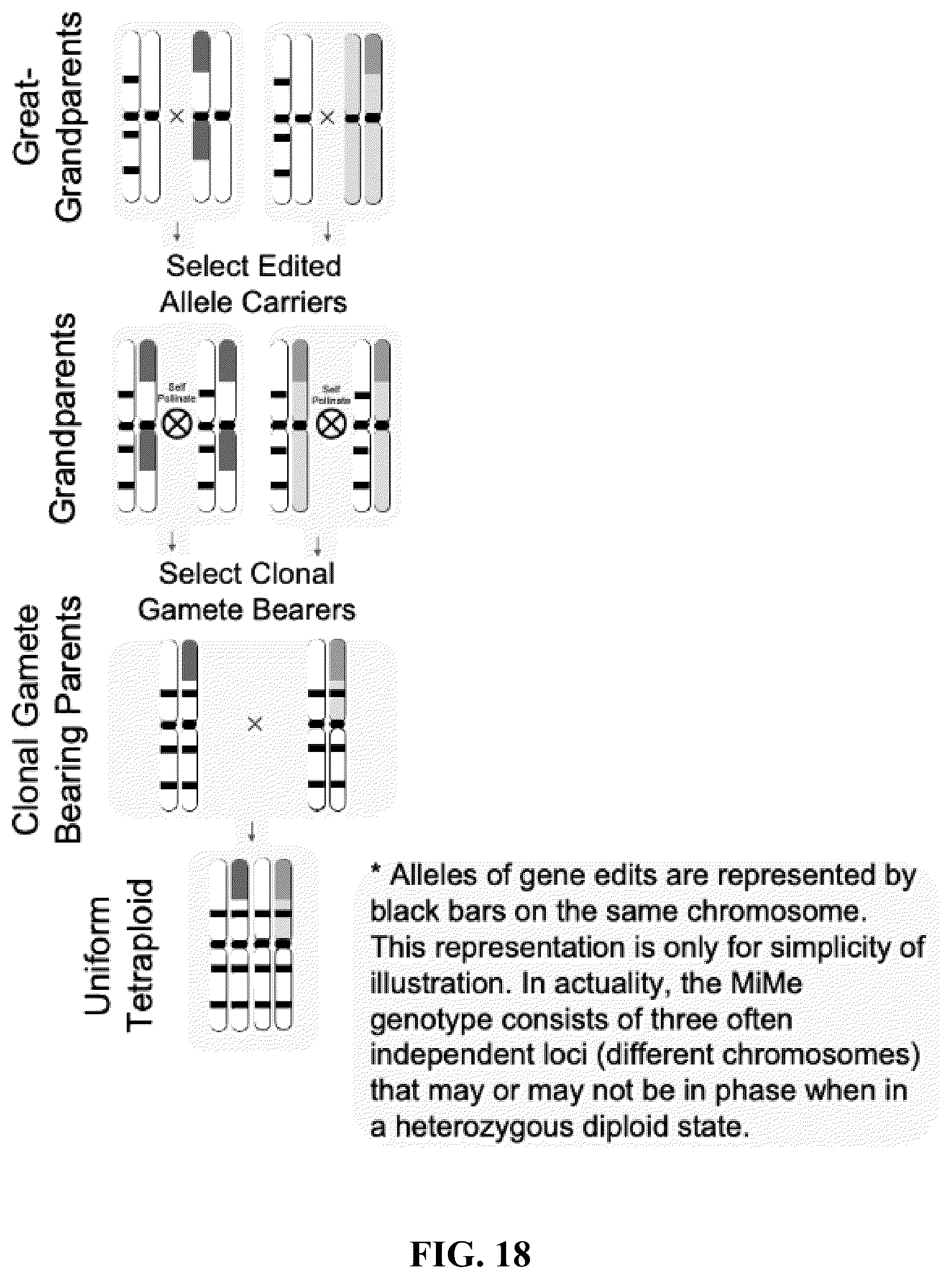Patent US12365908 Figure 18 – Polyploid hybrid maize breeding