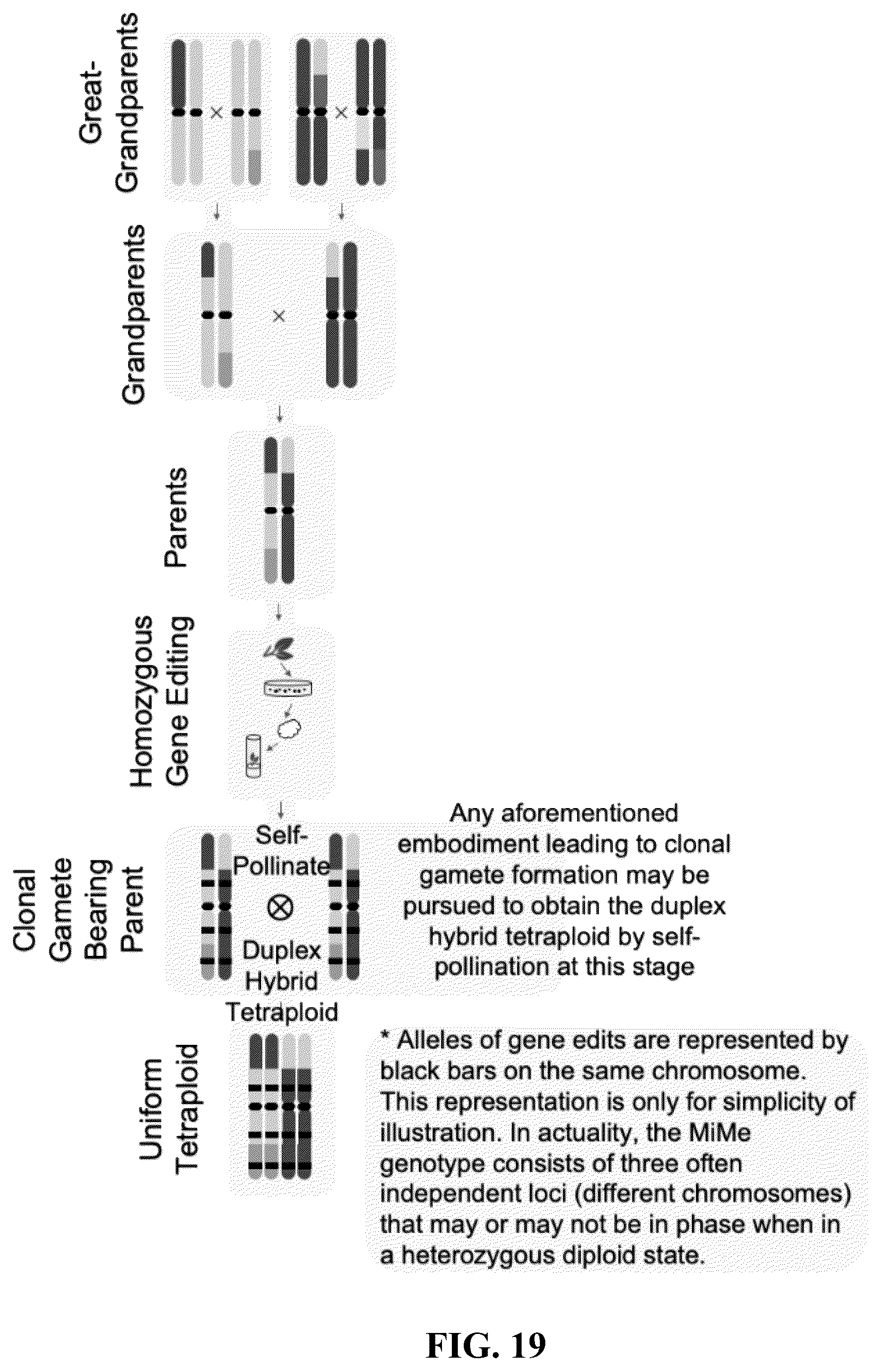 Patent US12365908 Figure 19 – Polyploid hybrid maize breeding