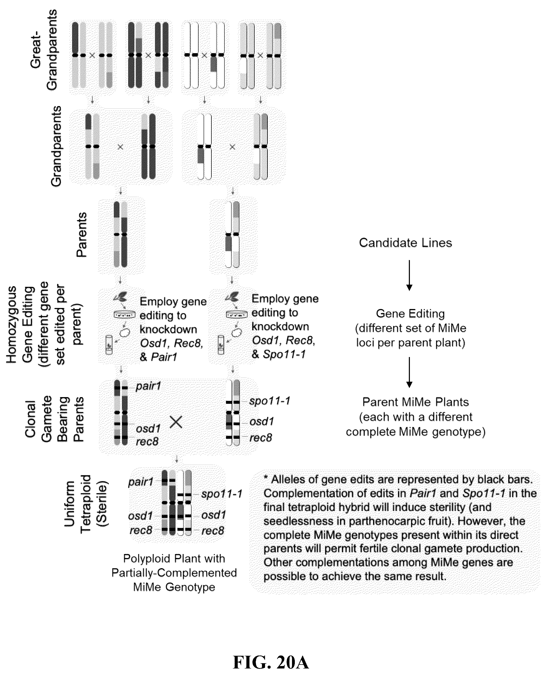 Patent US12365908 Figure 20 – Polyploid hybrid maize breeding