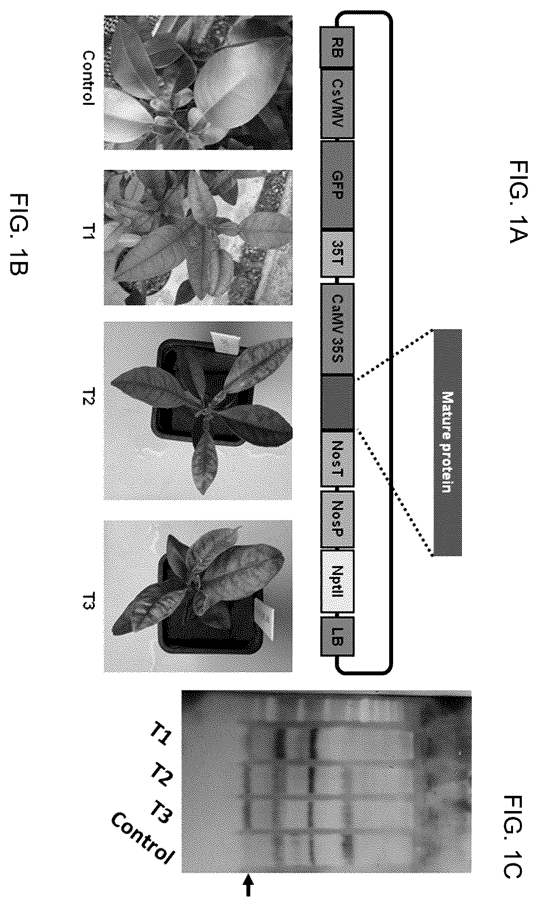 Patent US12365912 Figure 1 – Methods and compositions for plant pathogen resistance in plants