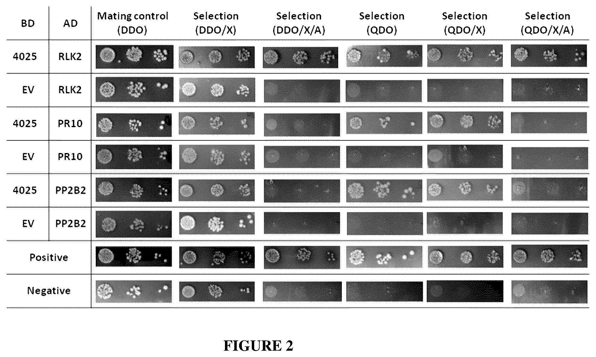 Patent US12365912 Figure 2 – Methods and compositions for plant pathogen resistance in plants