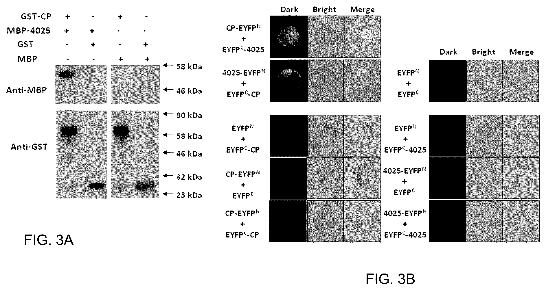 Patent US12365912 Figure 3 – Methods and compositions for plant pathogen resistance in plants