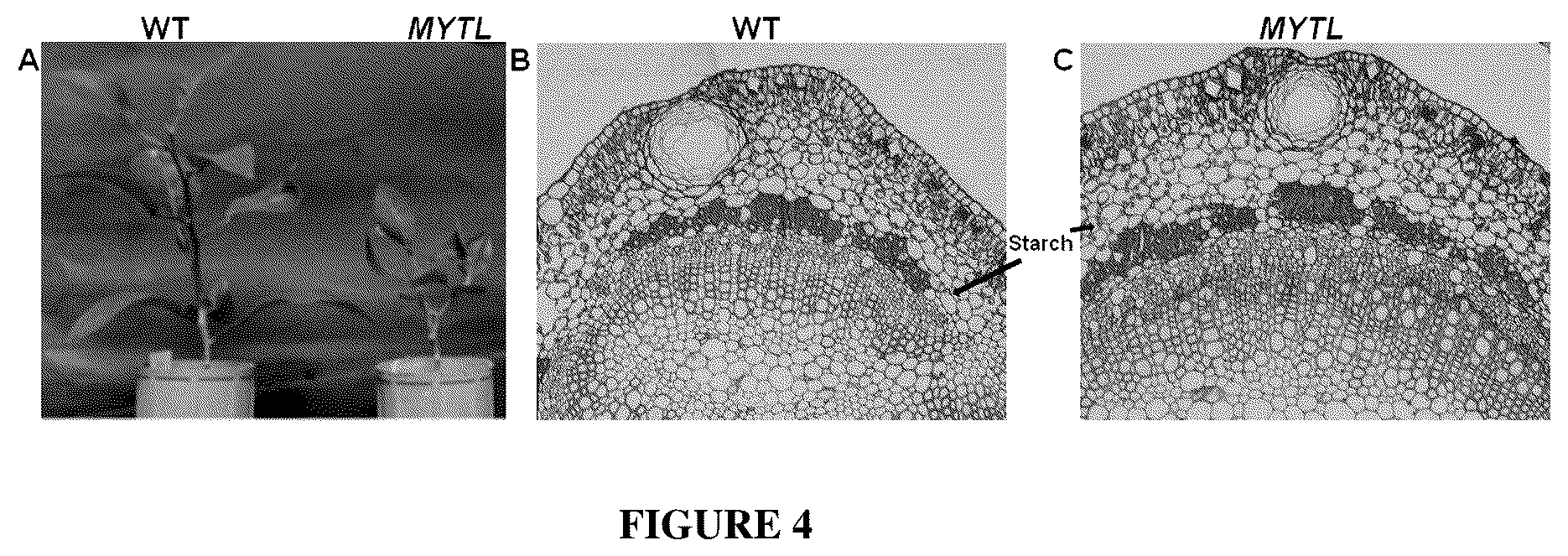 Patent US12365912 Figure 4 – Methods and compositions for plant pathogen resistance in plants