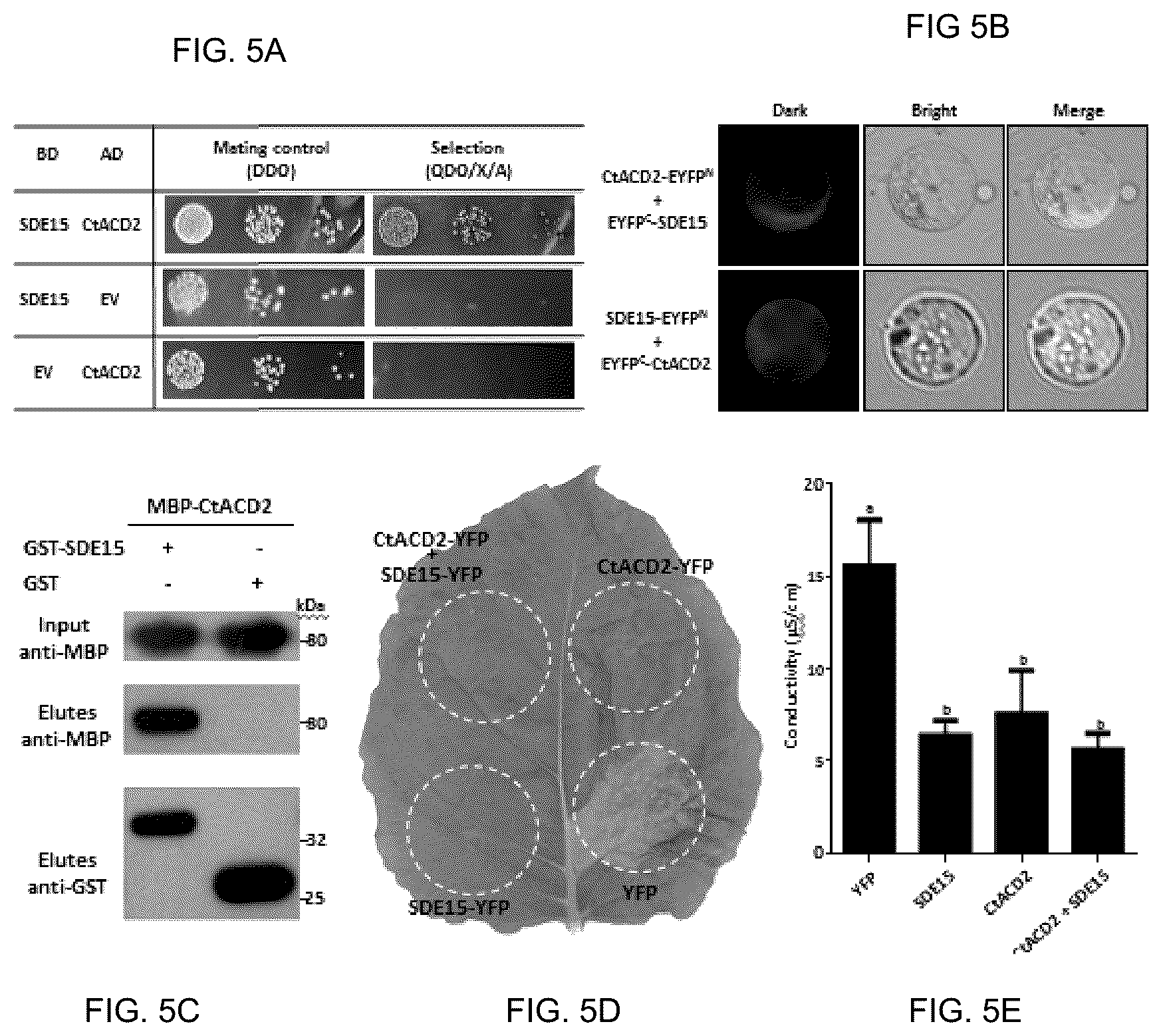Patent US12365912 Figure 5 – Methods and compositions for plant pathogen resistance in plants