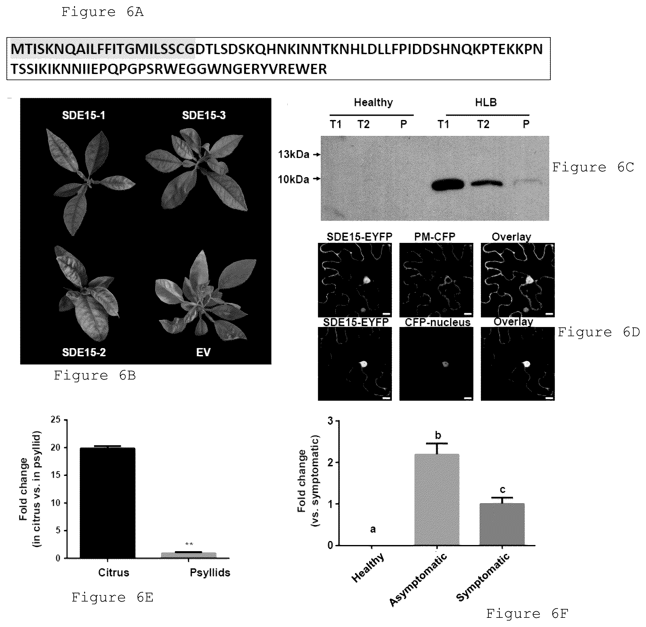 Patent US12365912 Figure 6 – Methods and compositions for plant pathogen resistance in plants