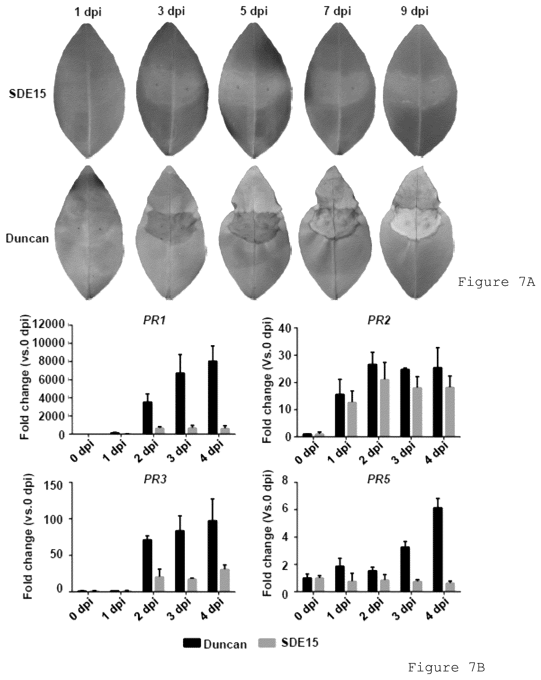 Patent US12365912 Figure 7 – Methods and compositions for plant pathogen resistance in plants