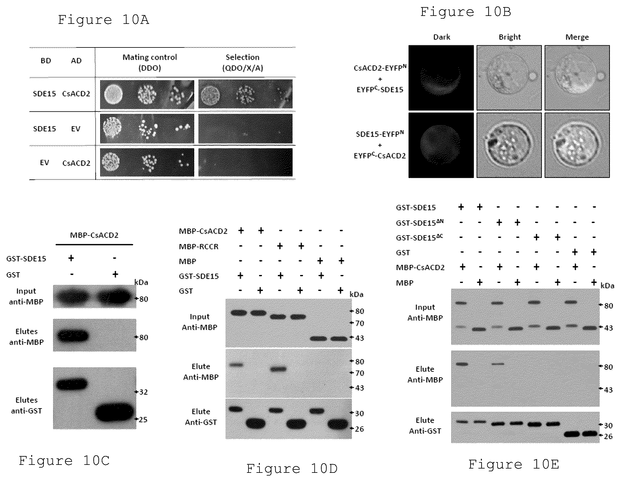 Patent US12365912 Figure 9 – Methods and compositions for plant pathogen resistance in plants