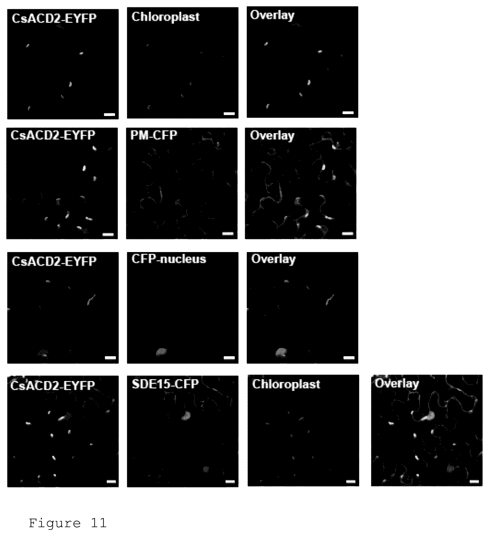 Patent US12365912 Figure 10 – Methods and compositions for plant pathogen resistance in plants